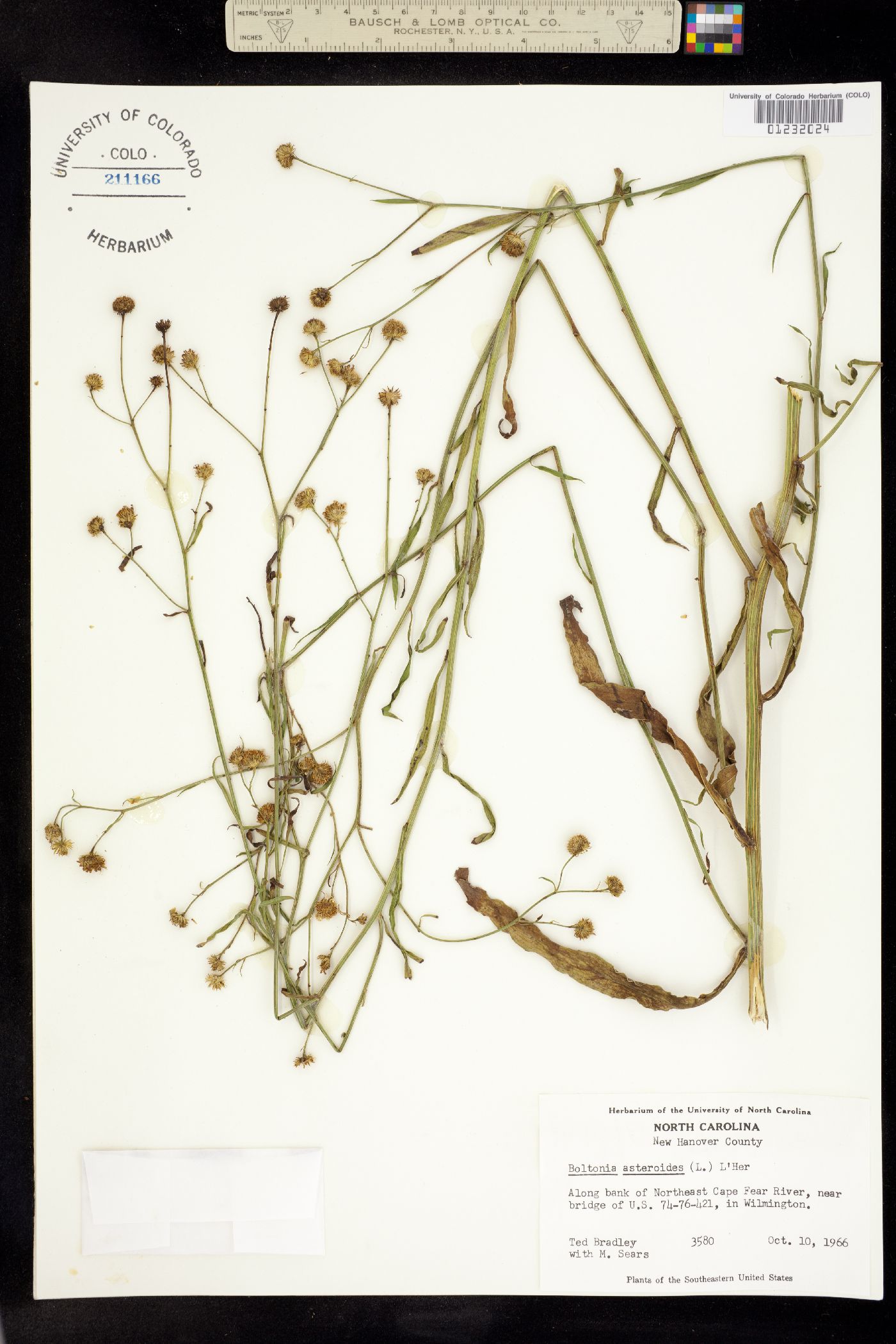 Boltonia asteroides image