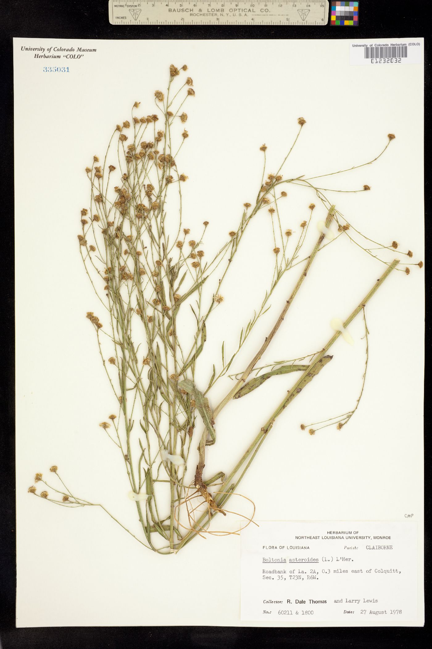 Boltonia asteroides image