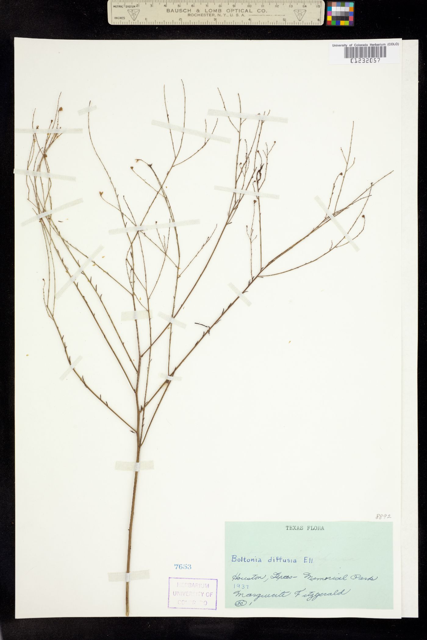 Boltonia diffusa image