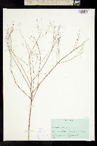 Image of Boltonia diffusa