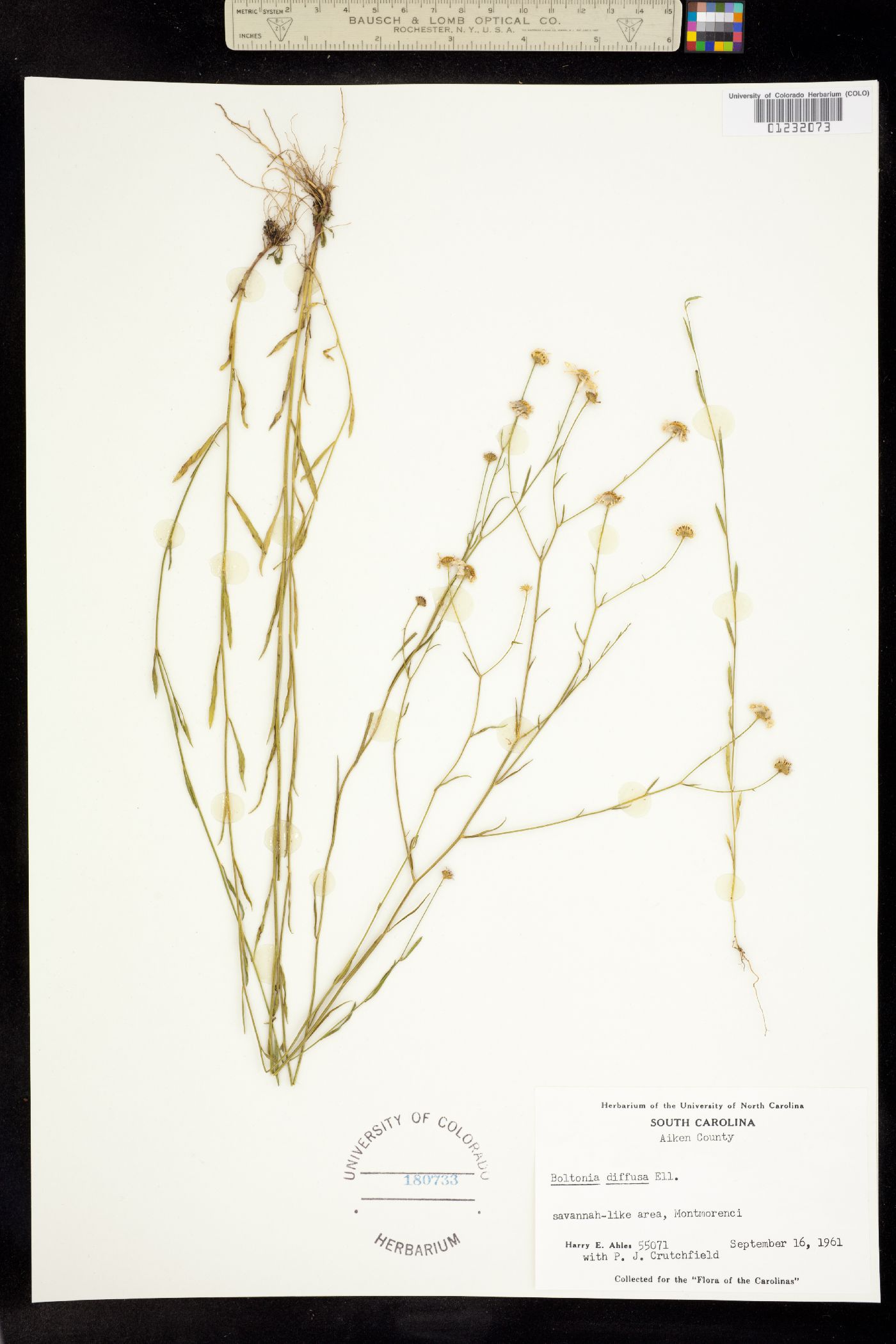 Boltonia diffusa image