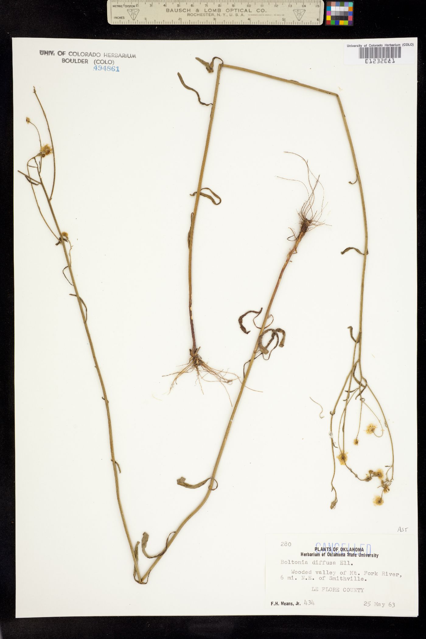 Boltonia diffusa image