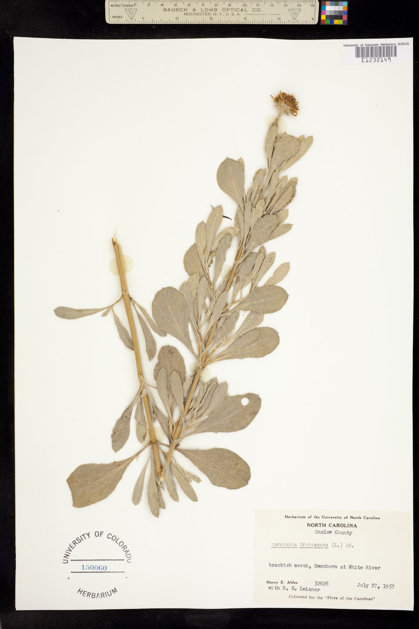 Borrichia frutescens image