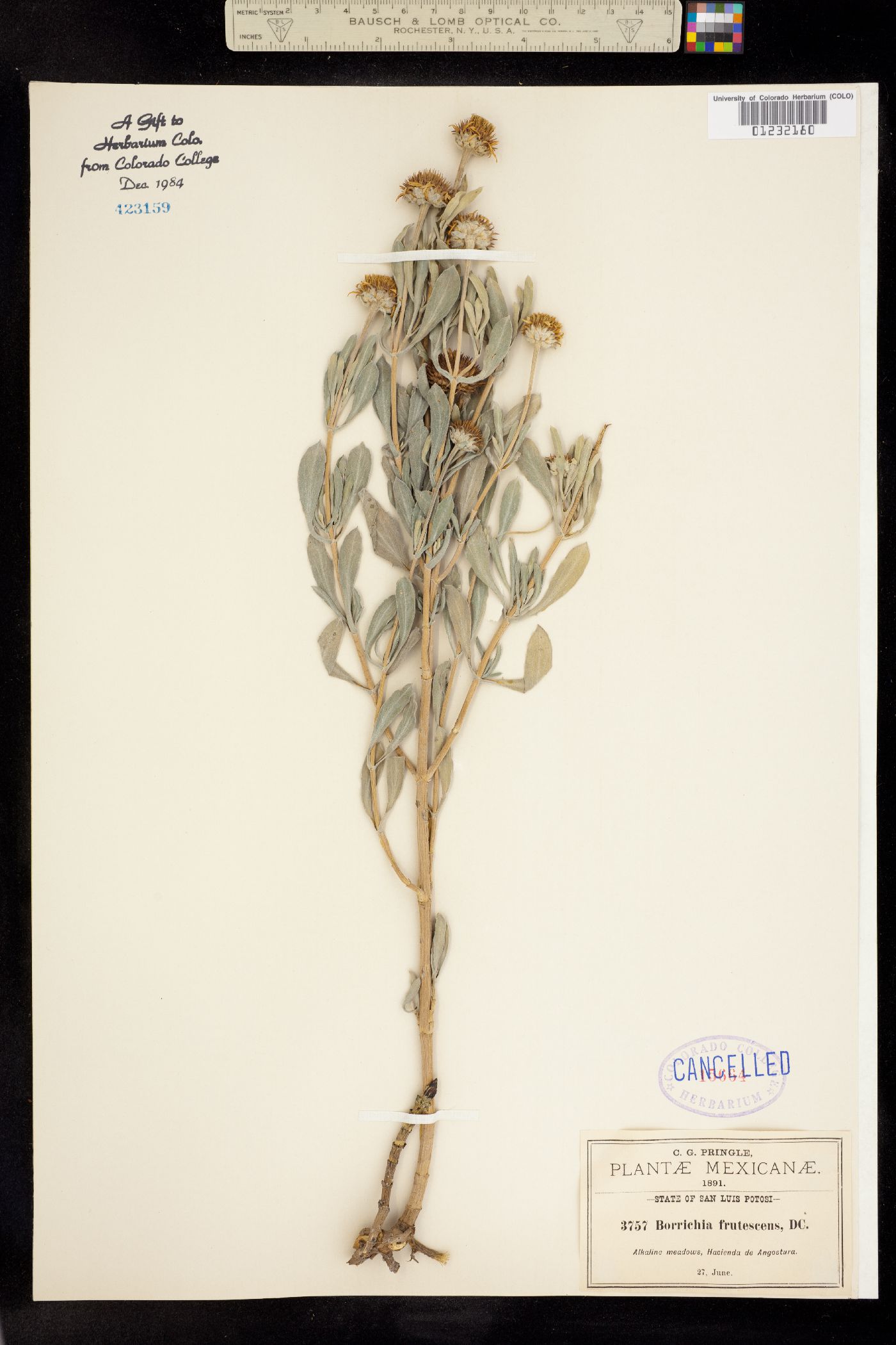 Borrichia frutescens image