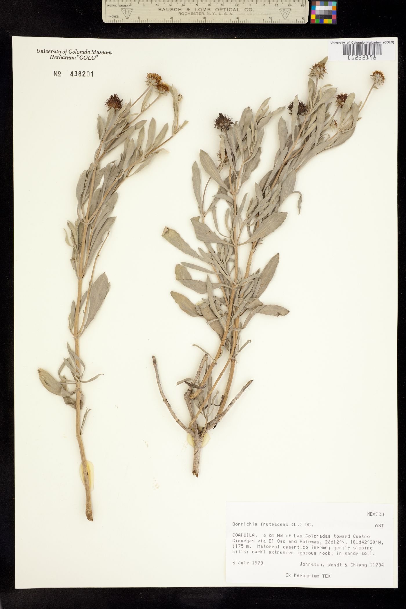 Borrichia frutescens image