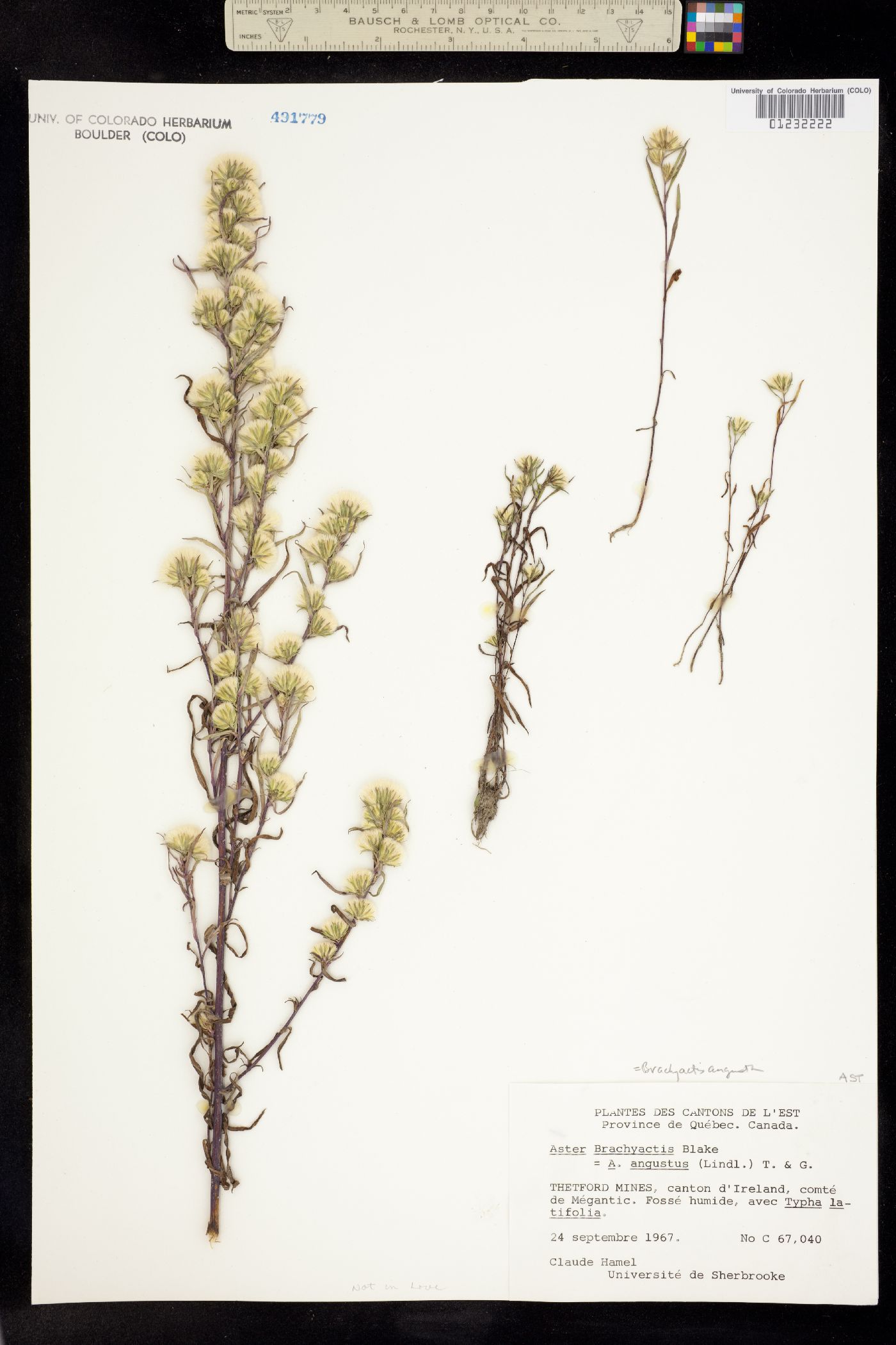 Symphyotrichum ciliatum image