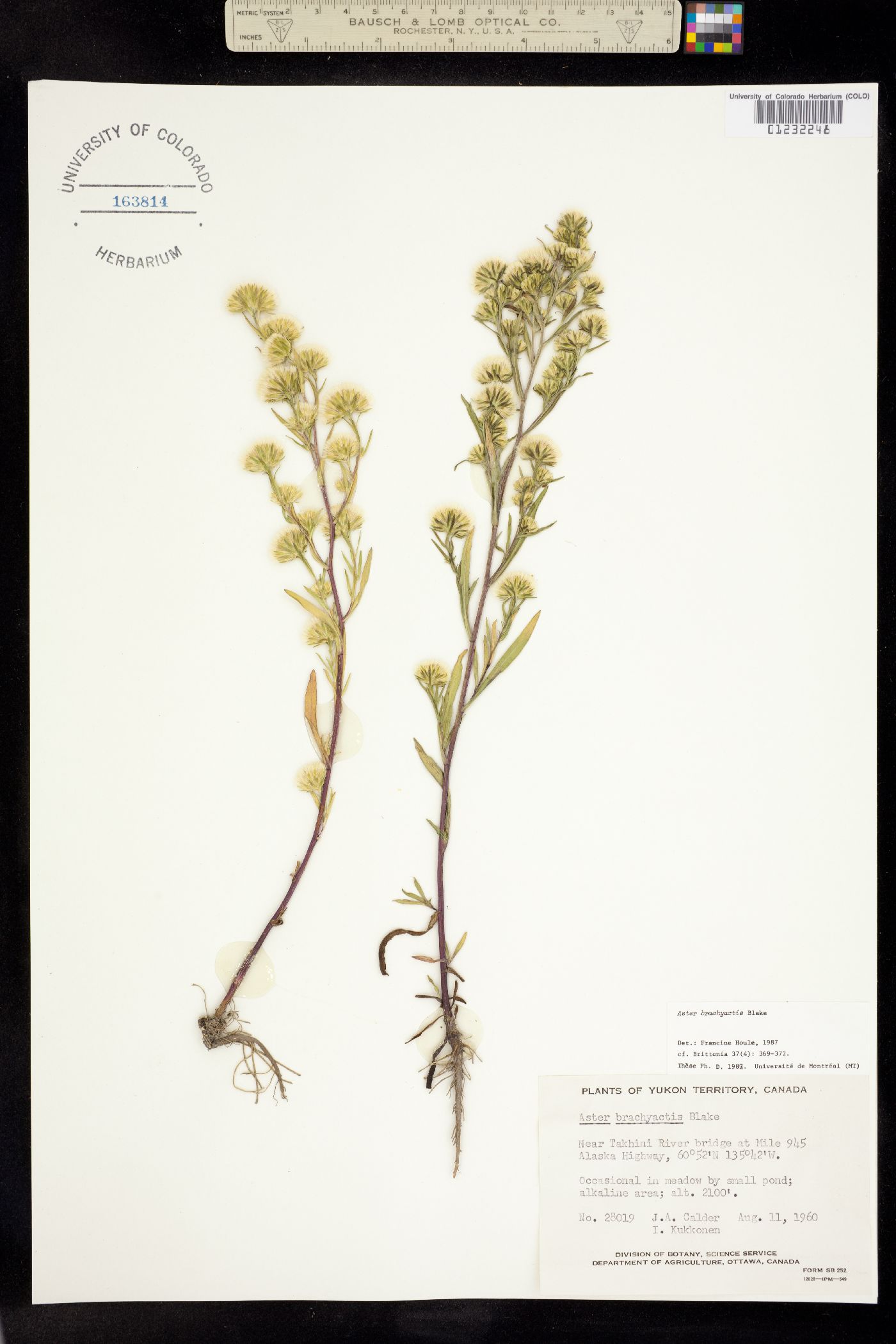 Symphyotrichum ciliatum image