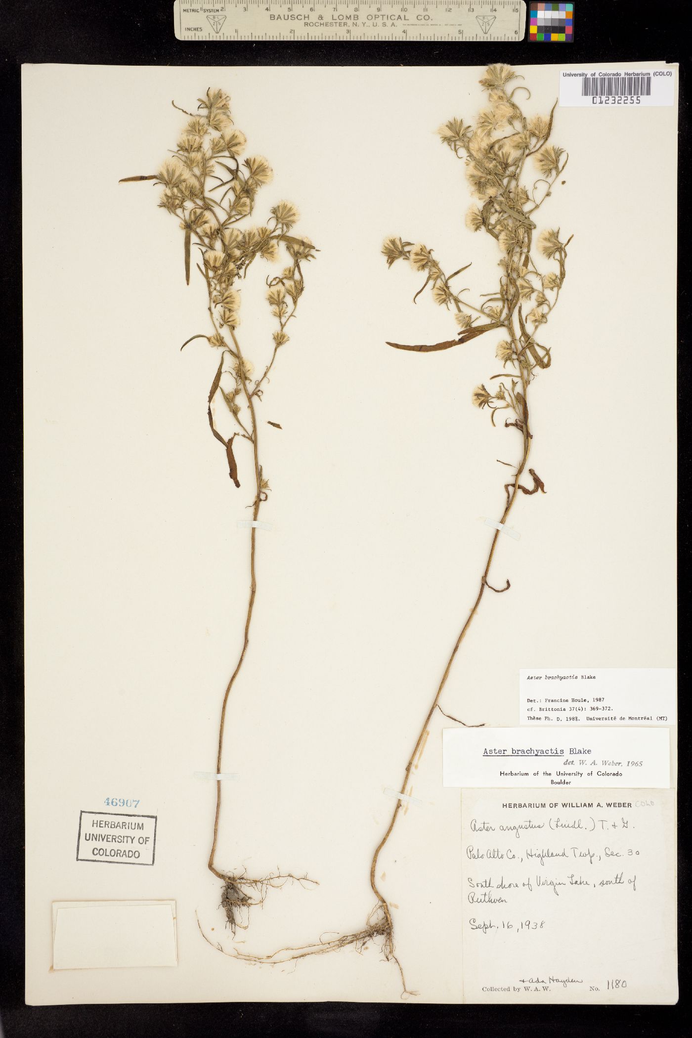 Symphyotrichum ciliatum image