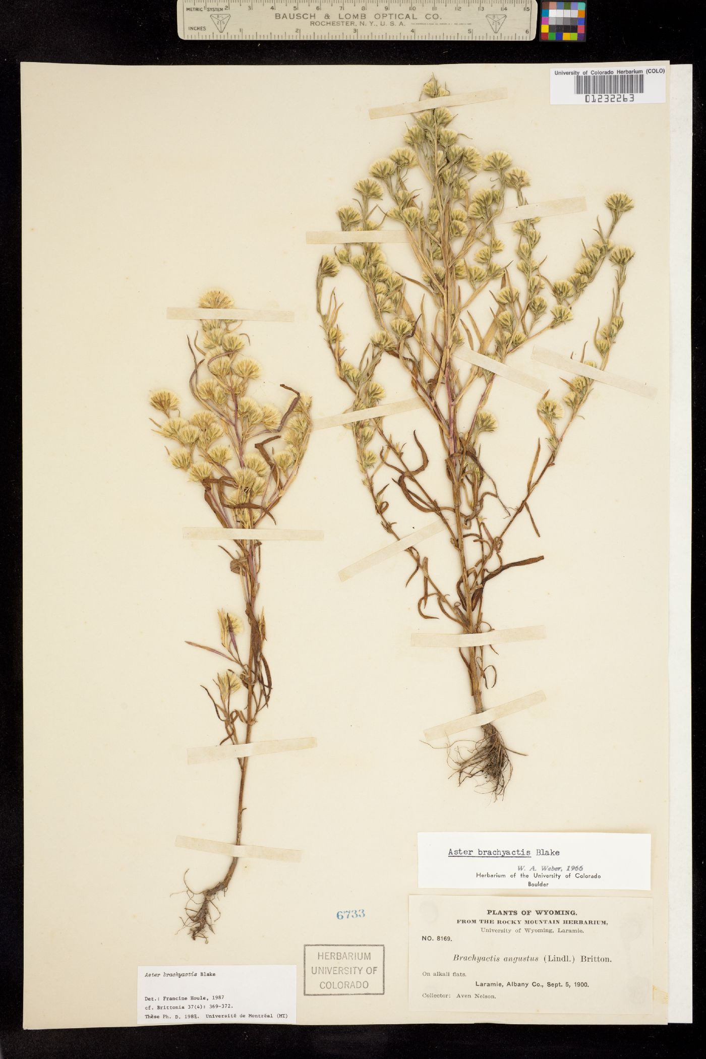Symphyotrichum ciliatum image