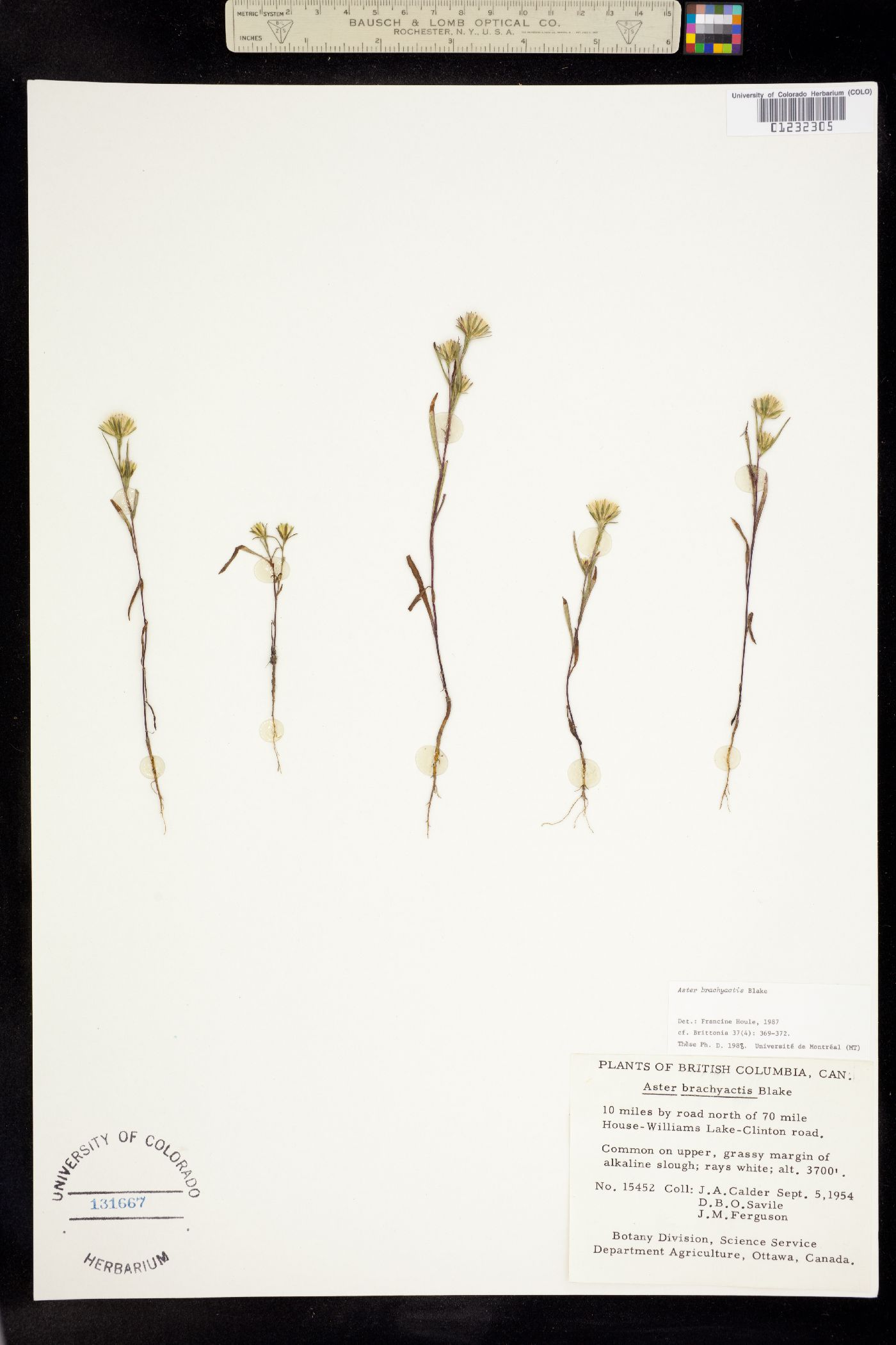 Symphyotrichum ciliatum image