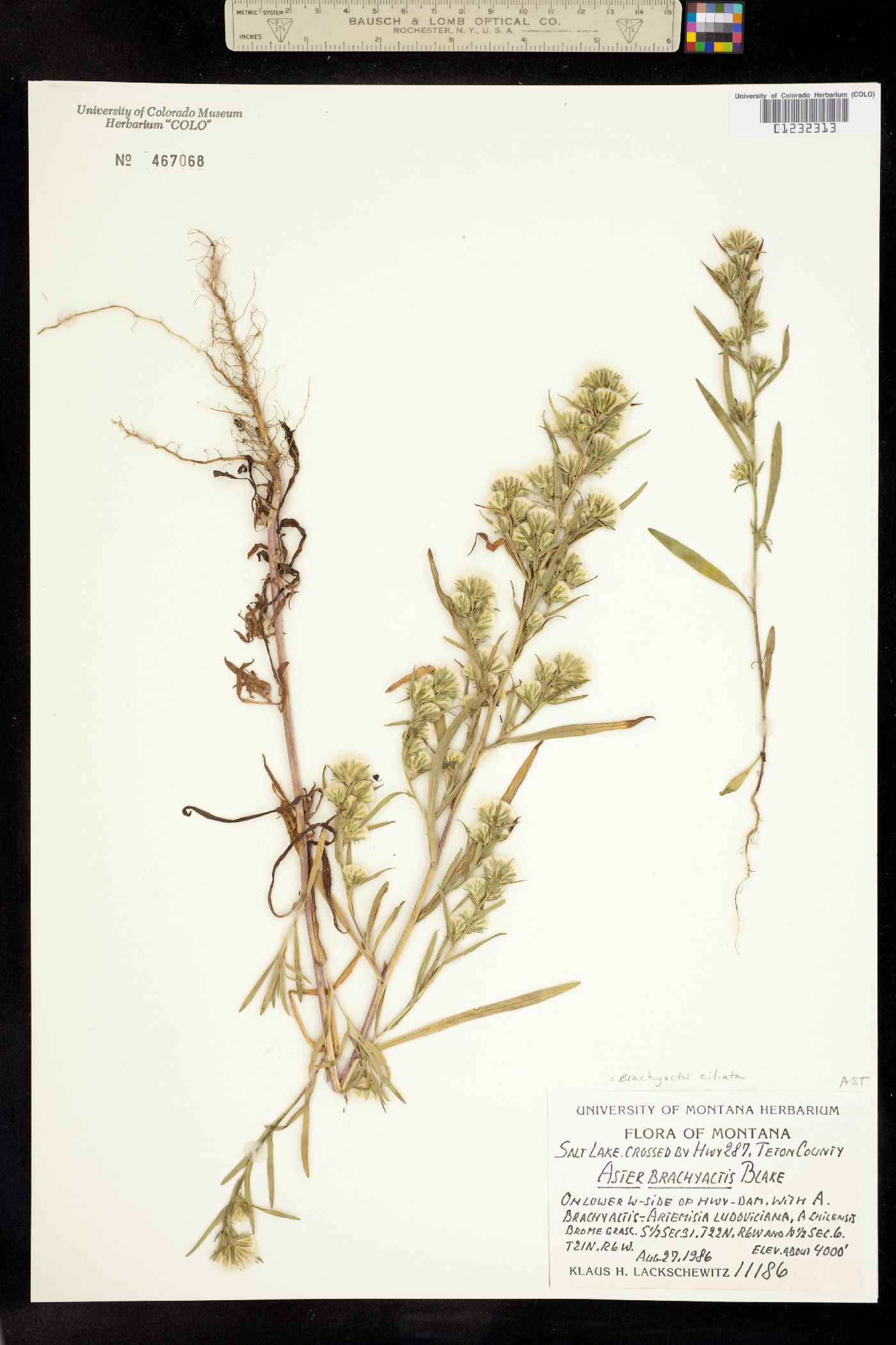 Symphyotrichum ciliatum image