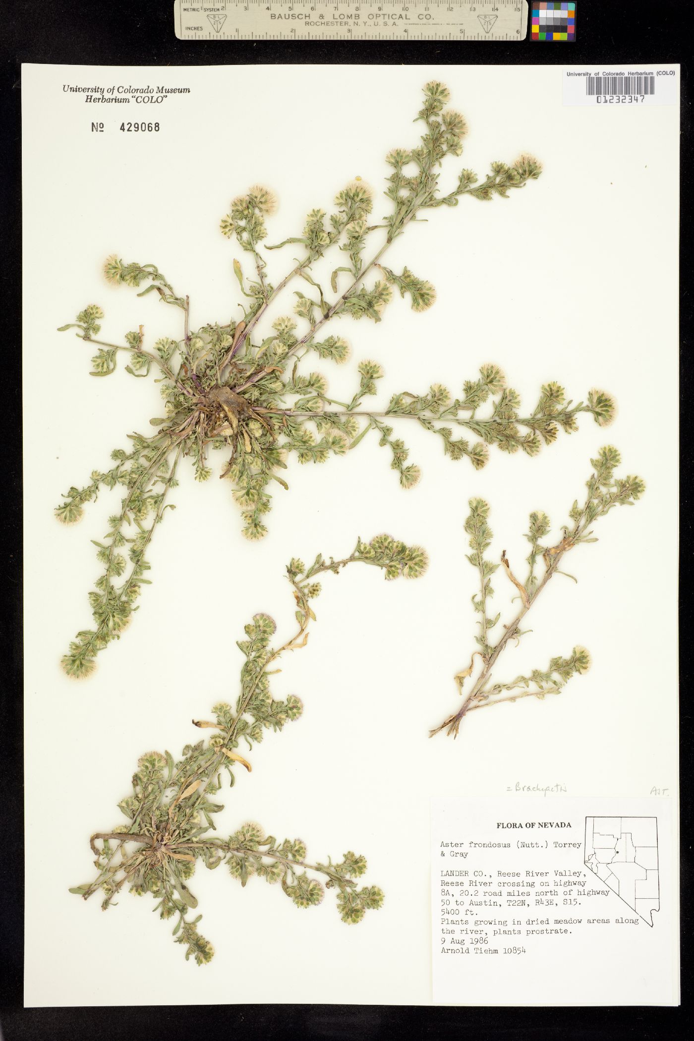 Symphyotrichum frondosum image