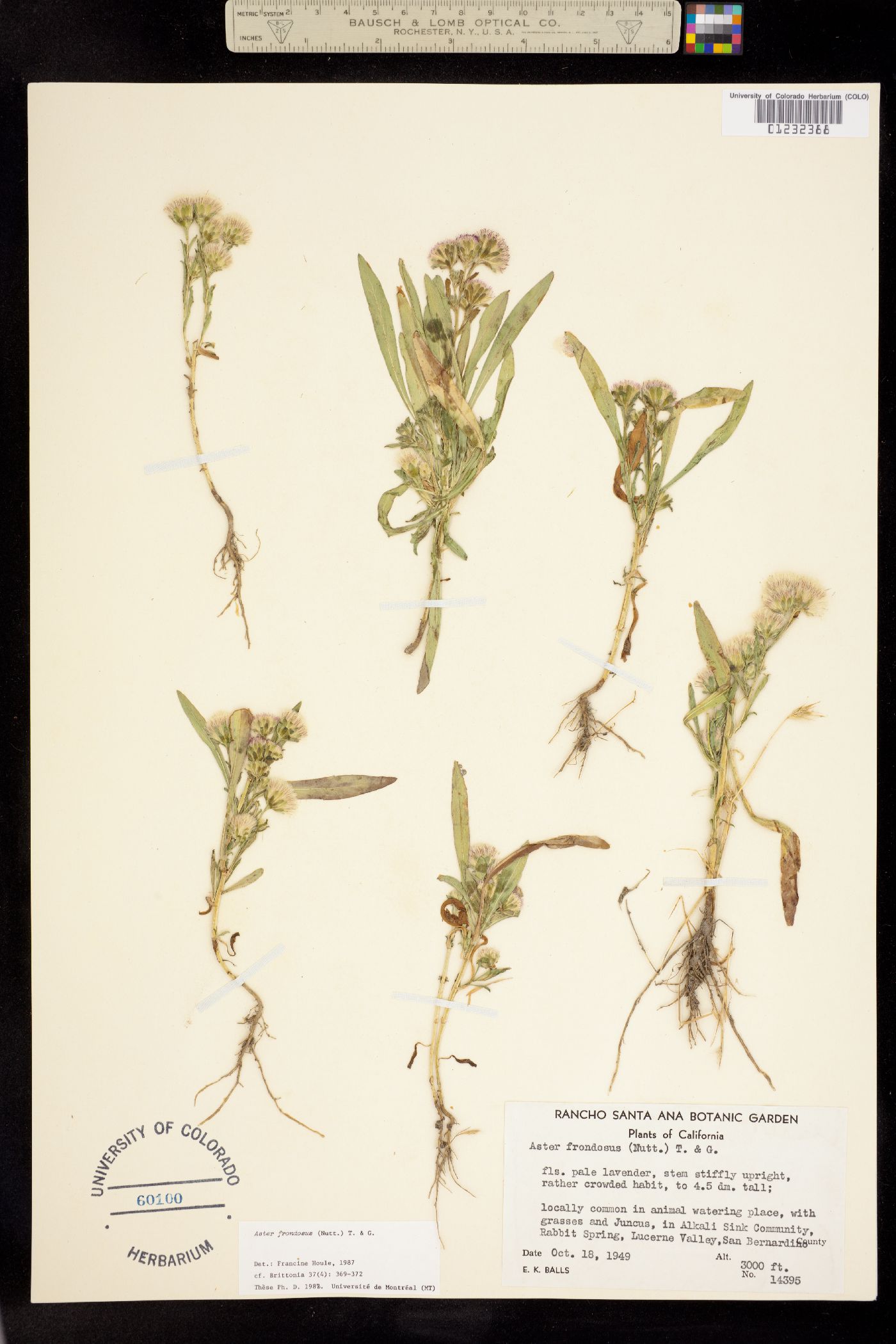 Symphyotrichum frondosum image