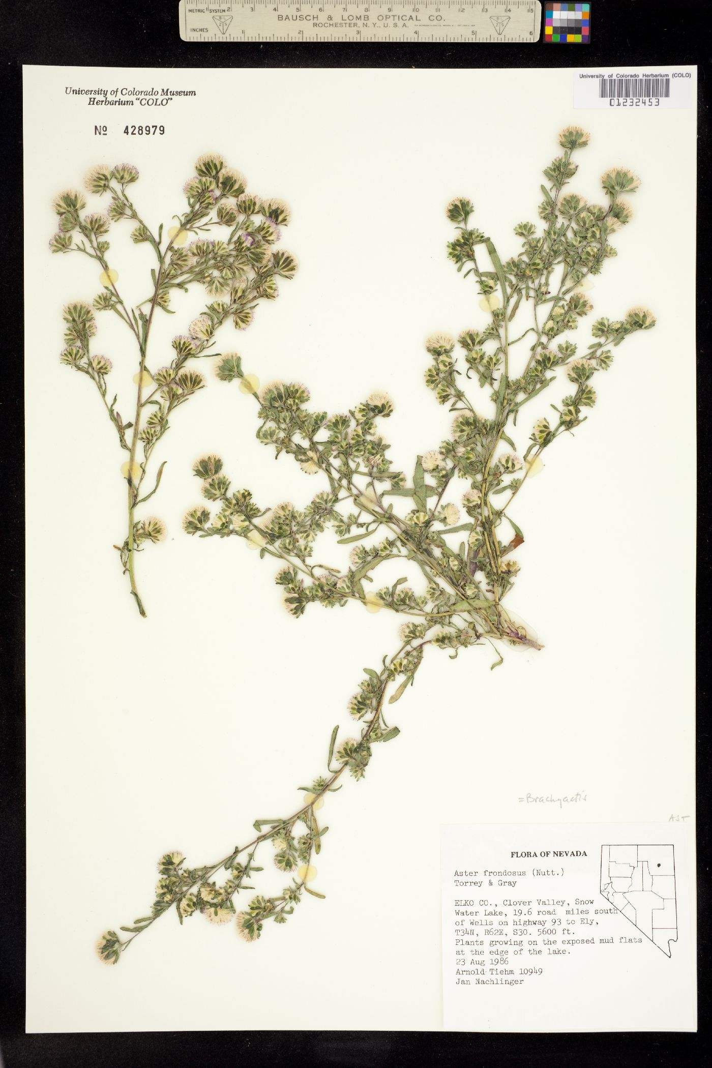 Symphyotrichum frondosum image