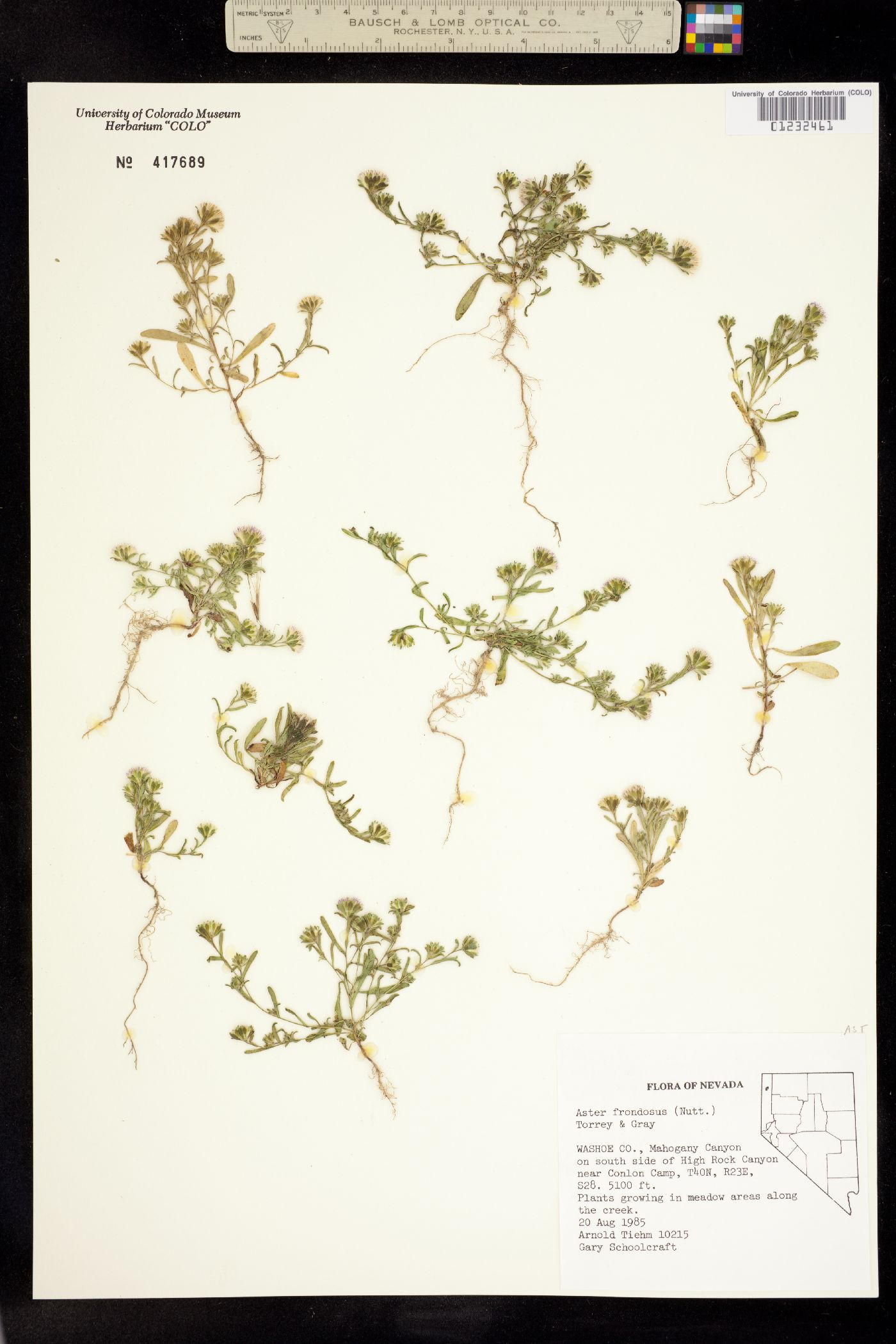 Symphyotrichum frondosum image