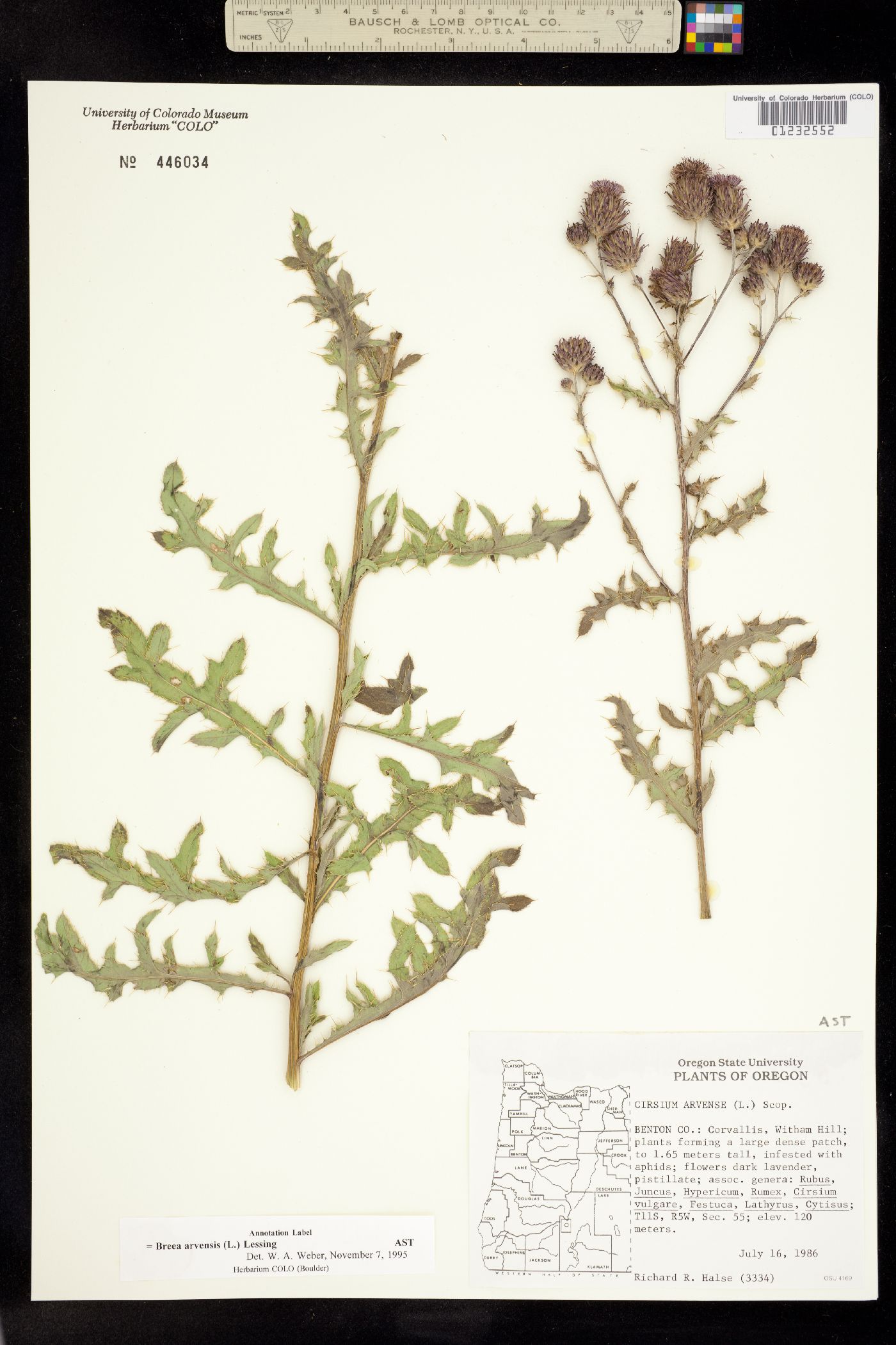 Cirsium arvense image