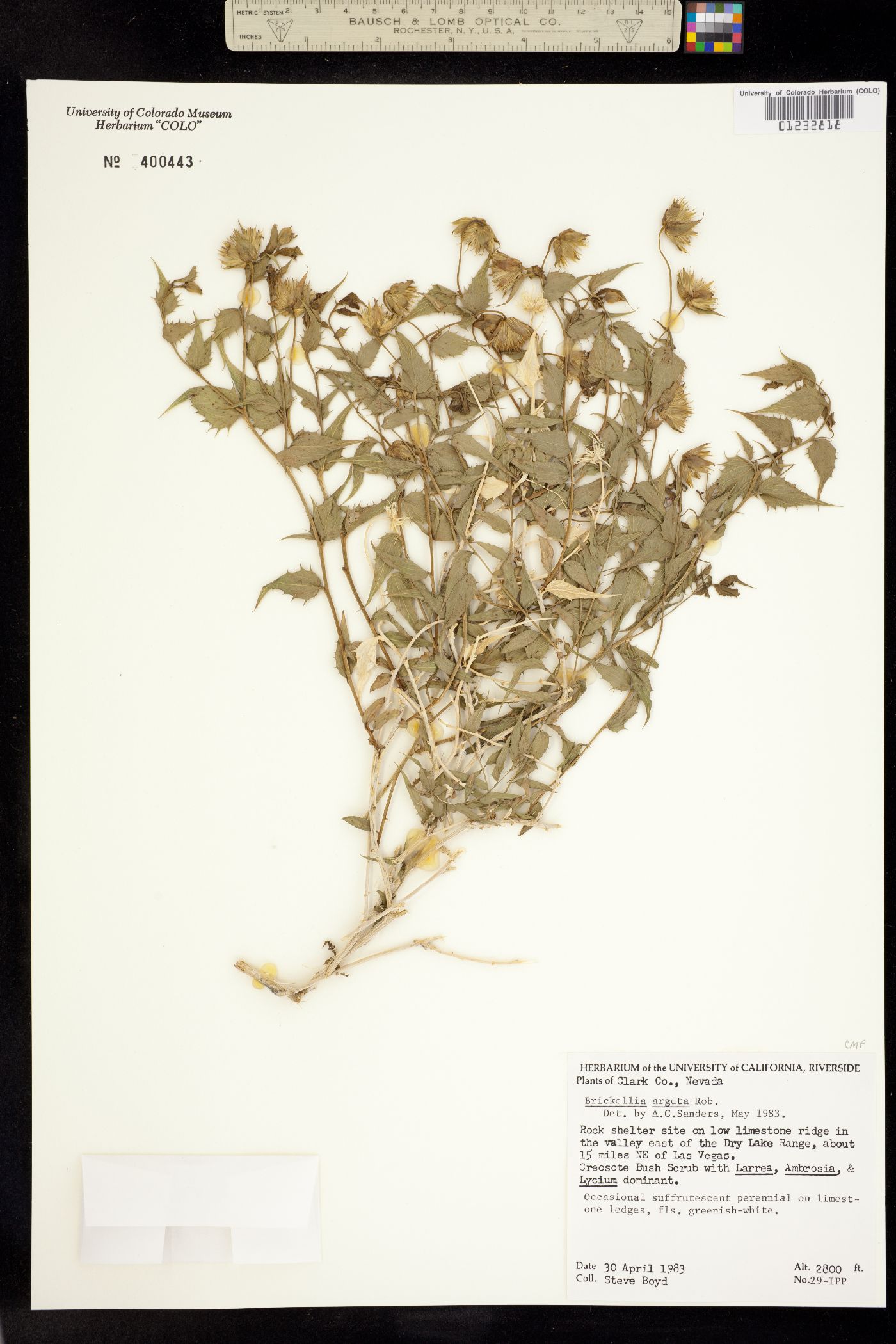 Brickellia arguta image