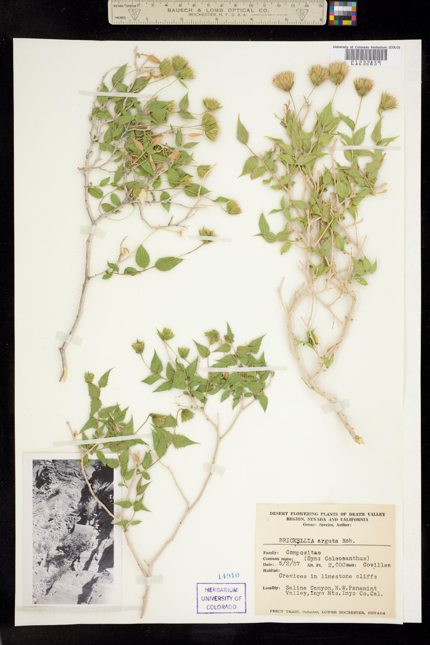 Brickellia arguta image