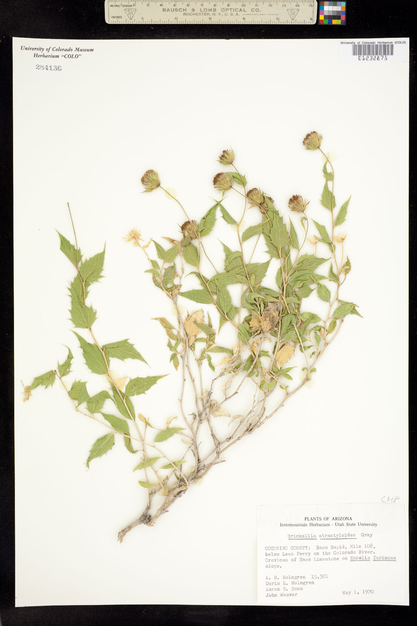 Brickellia atractyloides image