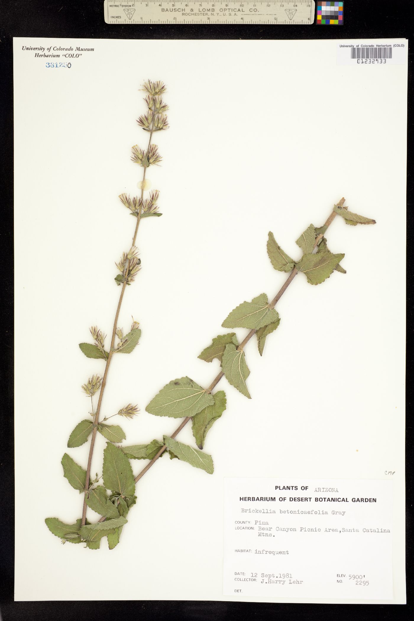 Brickellia betonicifolia image