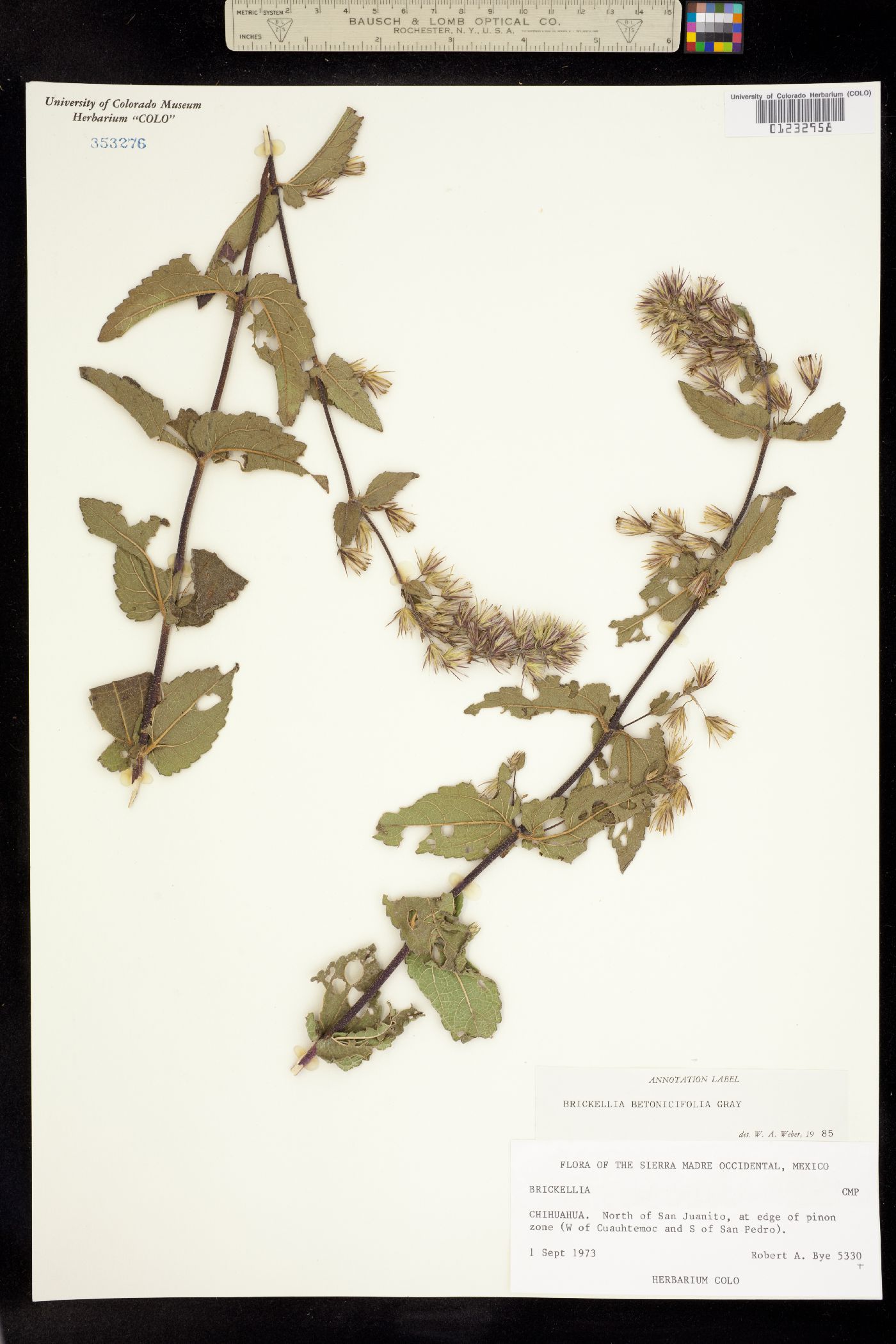 Brickellia betonicifolia image