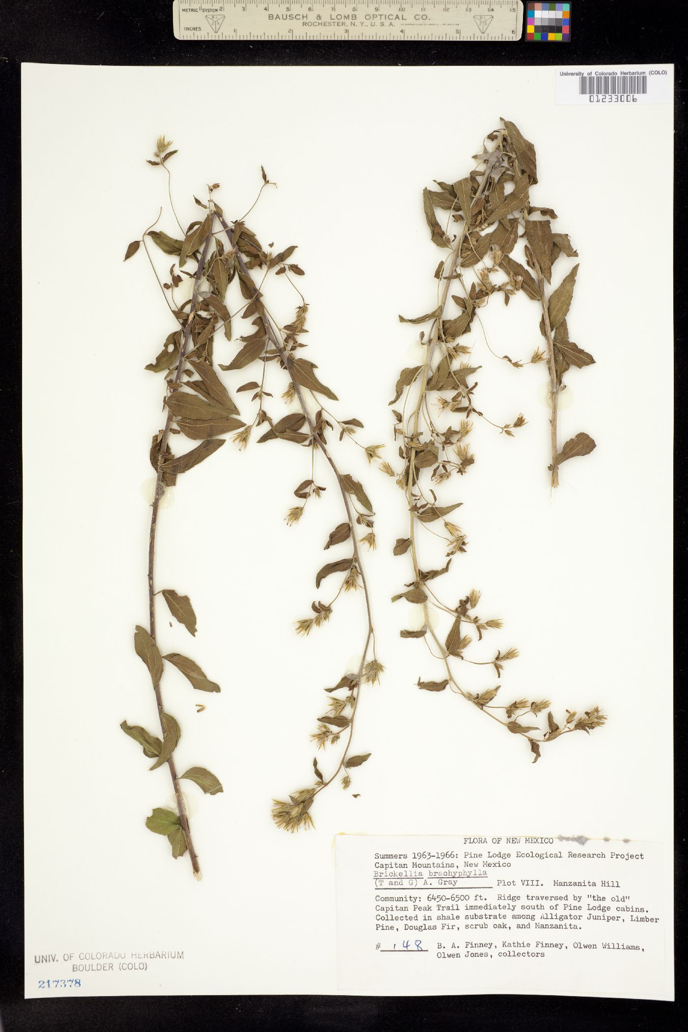Brickellia brachyphylla image