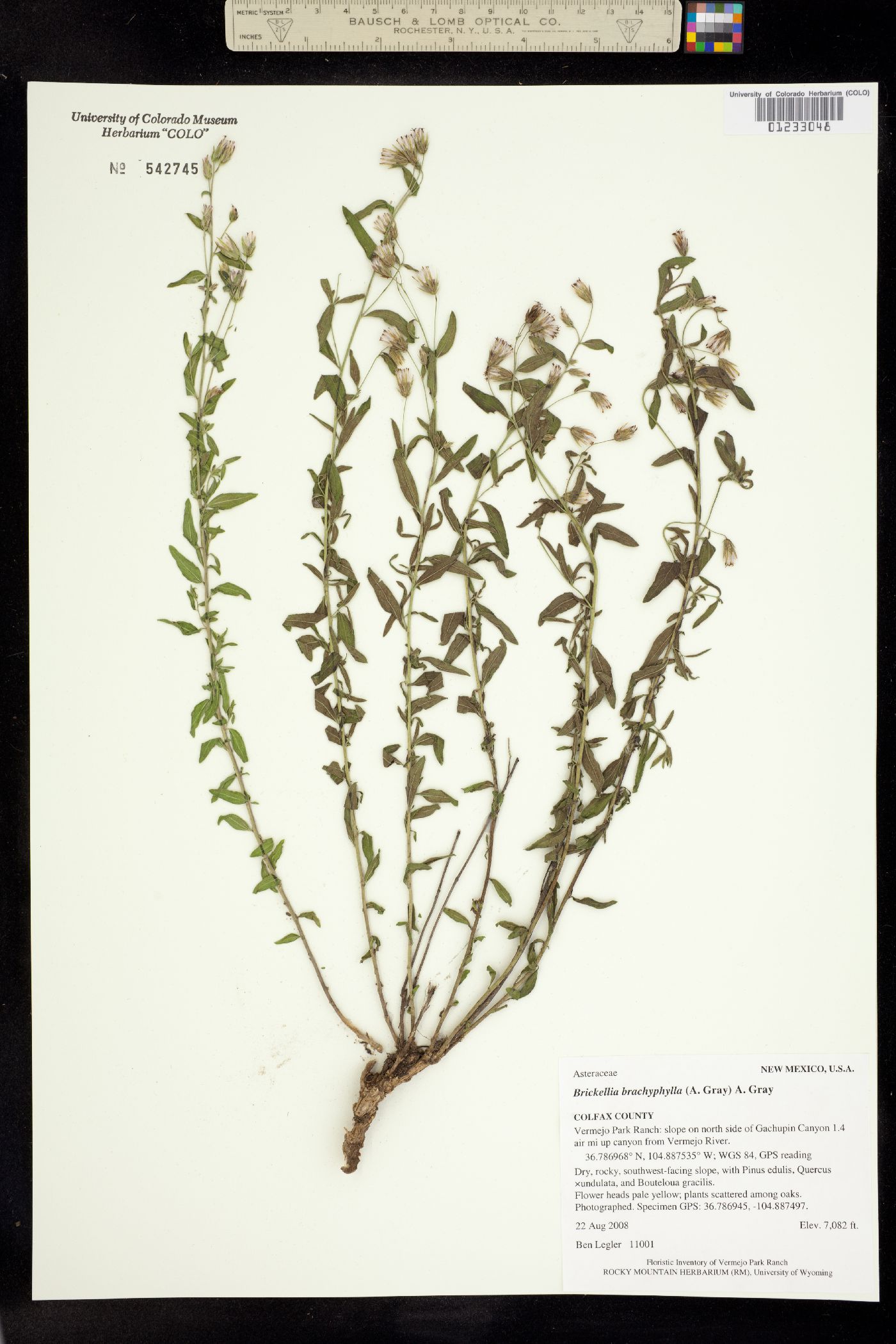 Brickellia brachyphylla image