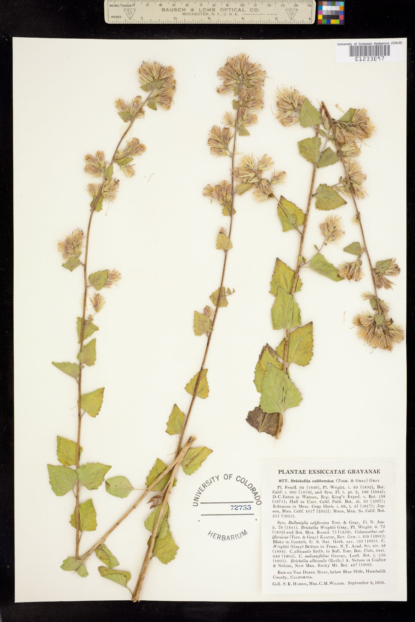 Brickellia californica image