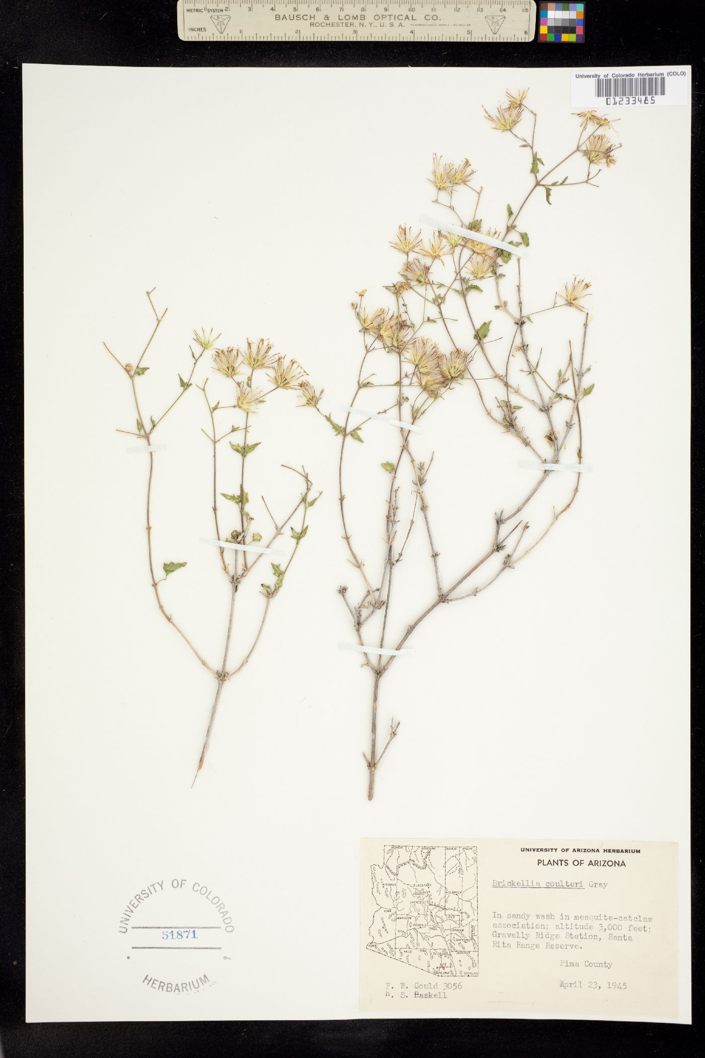 Brickellia coulteri image