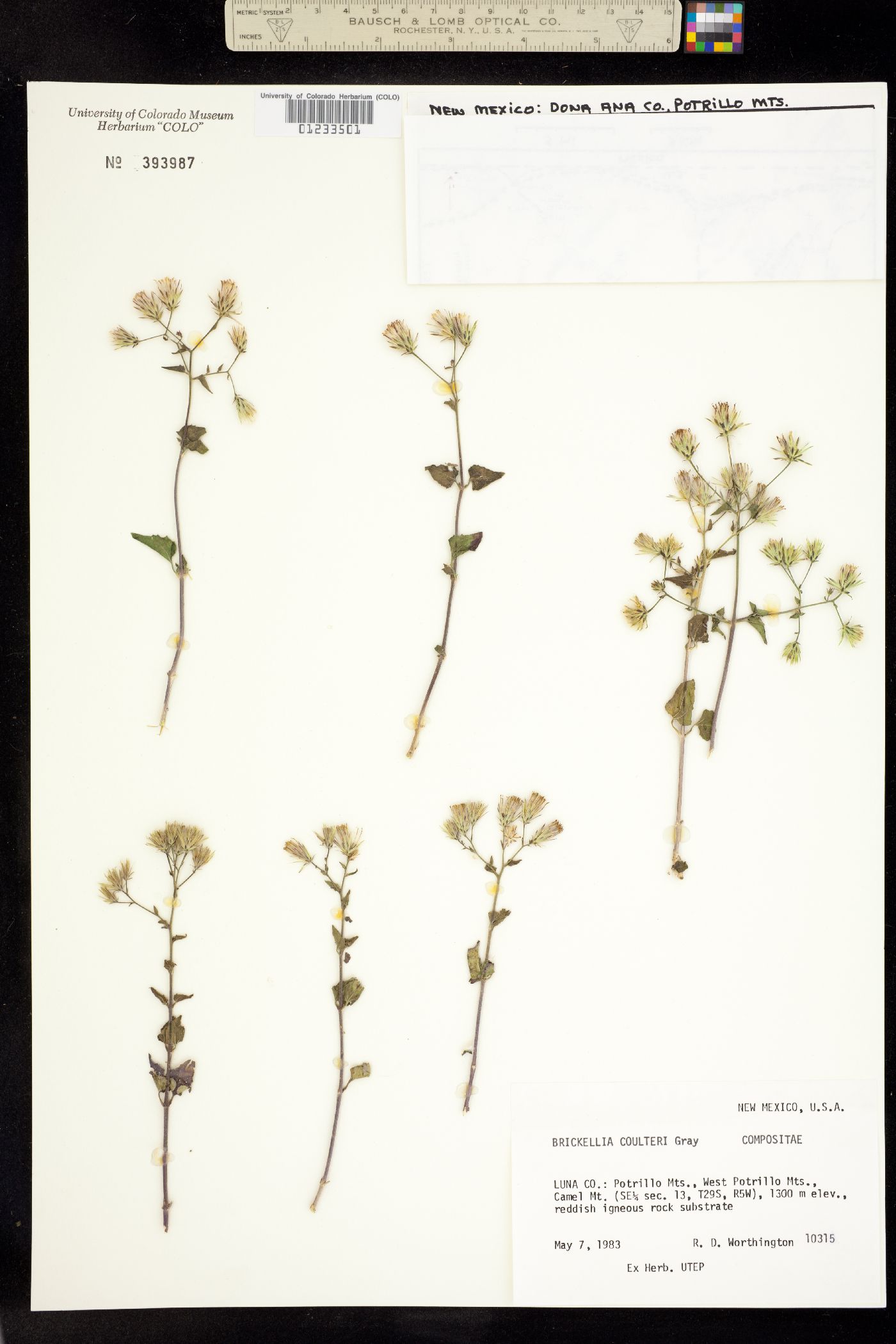 Brickellia coulteri image