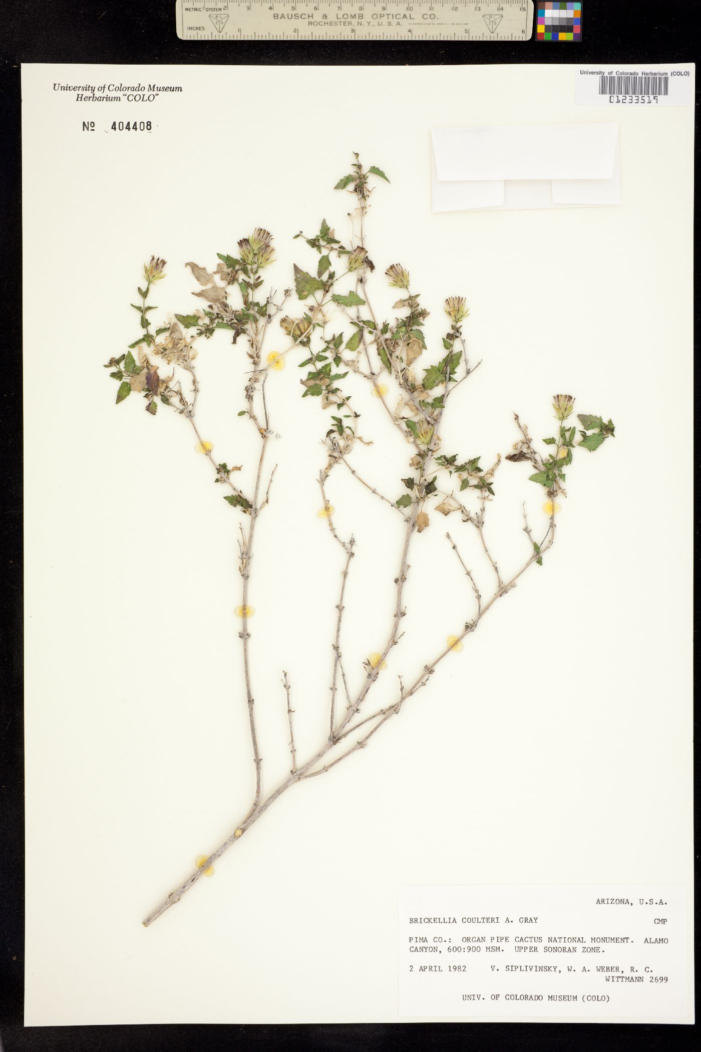 Brickellia coulteri image