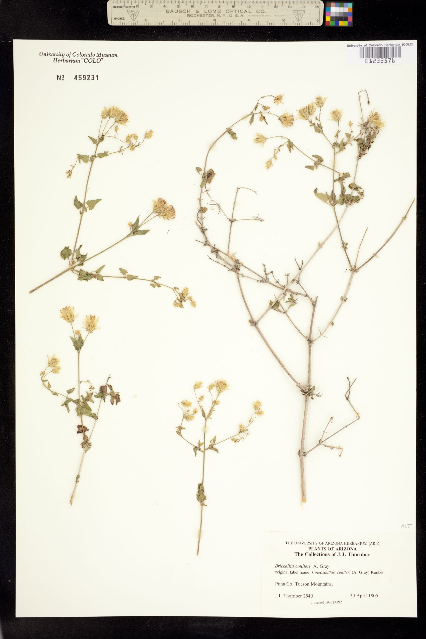 Brickellia coulteri image