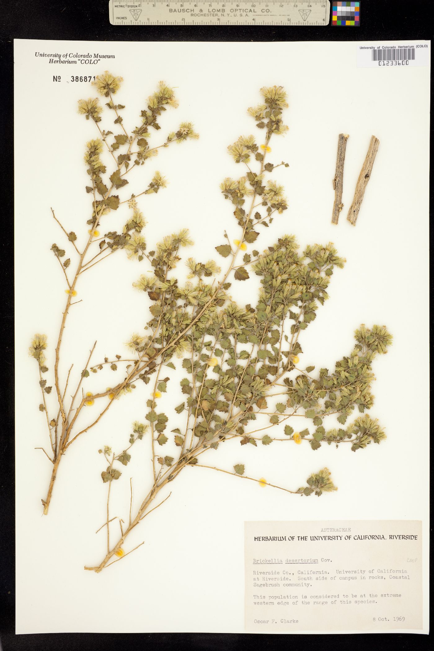 Brickellia desertorum image