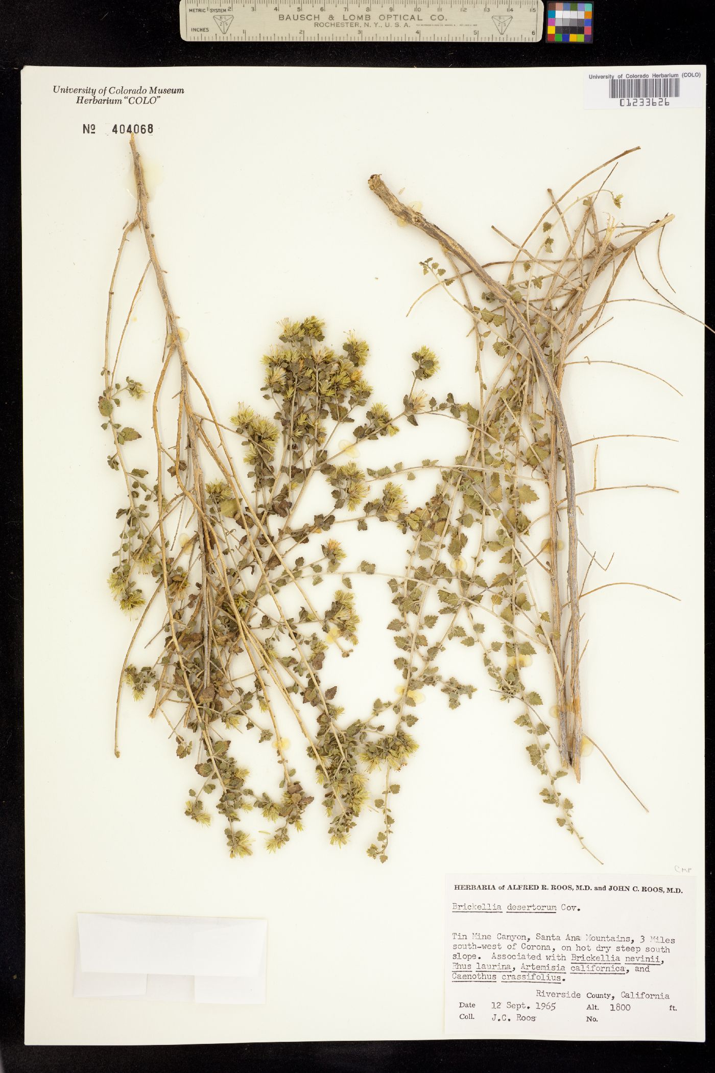 Brickellia desertorum image