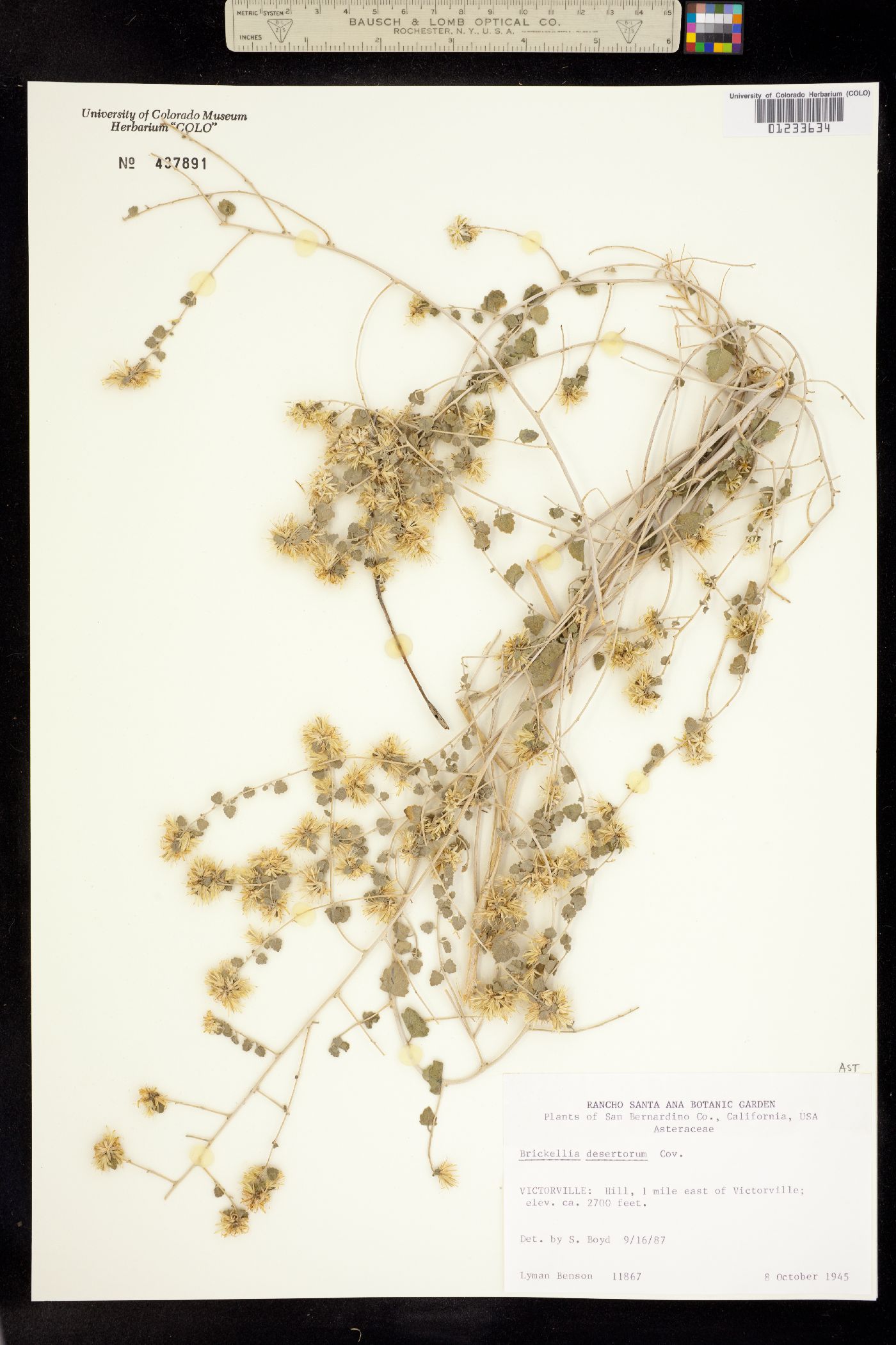 Brickellia desertorum image