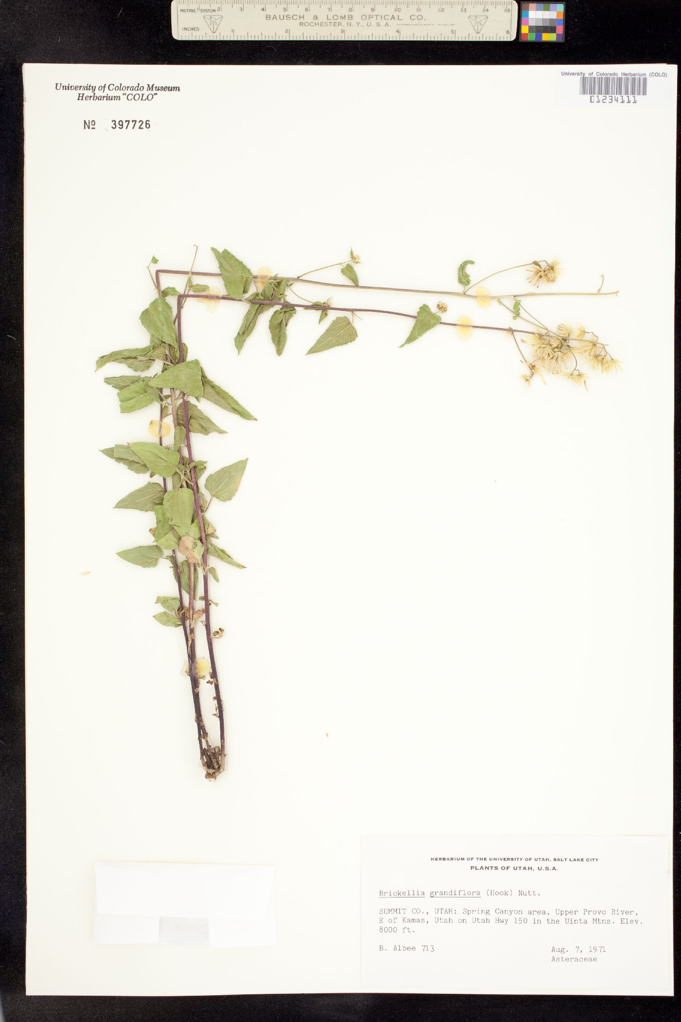 Brickellia grandiflora image
