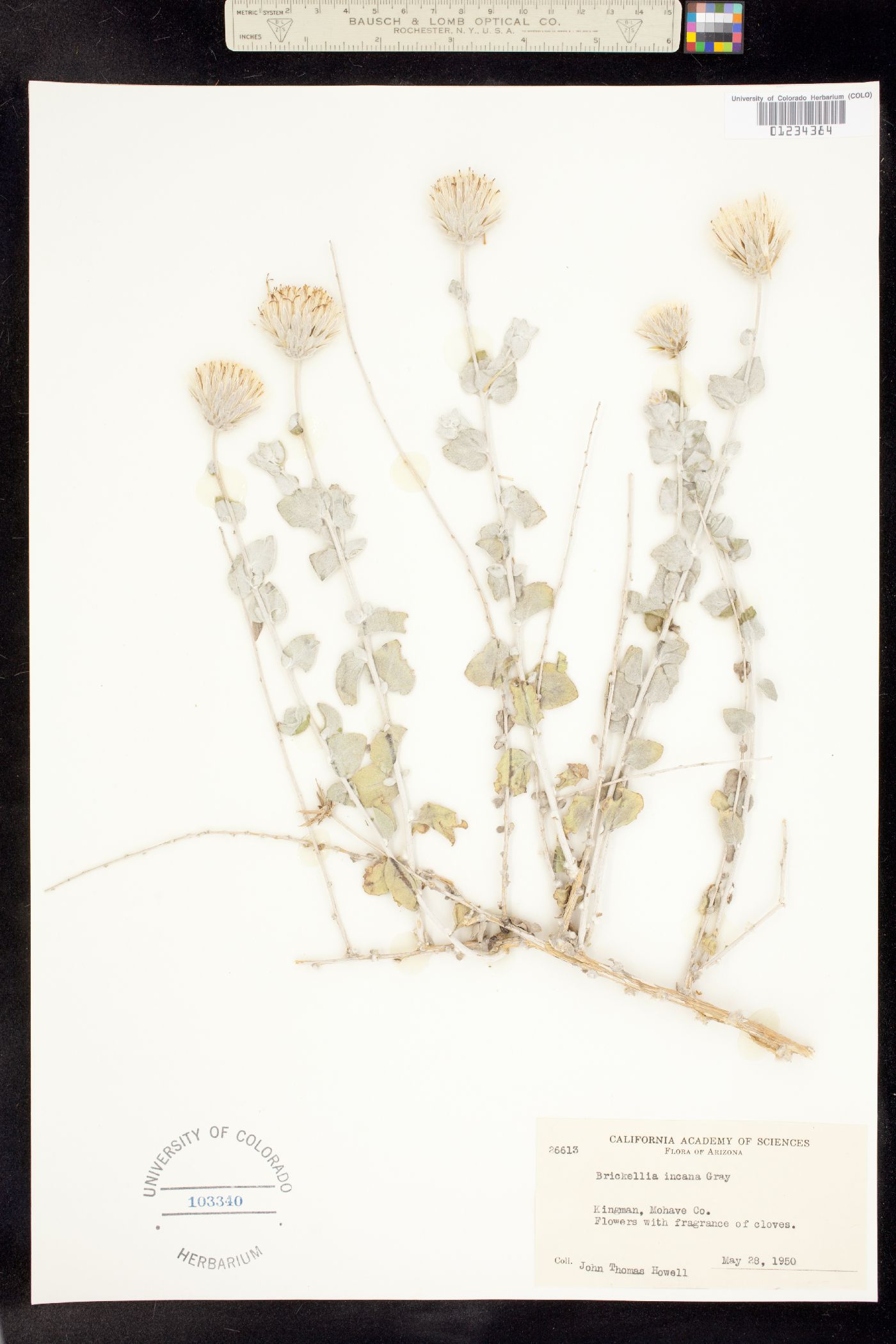 Brickellia incana image
