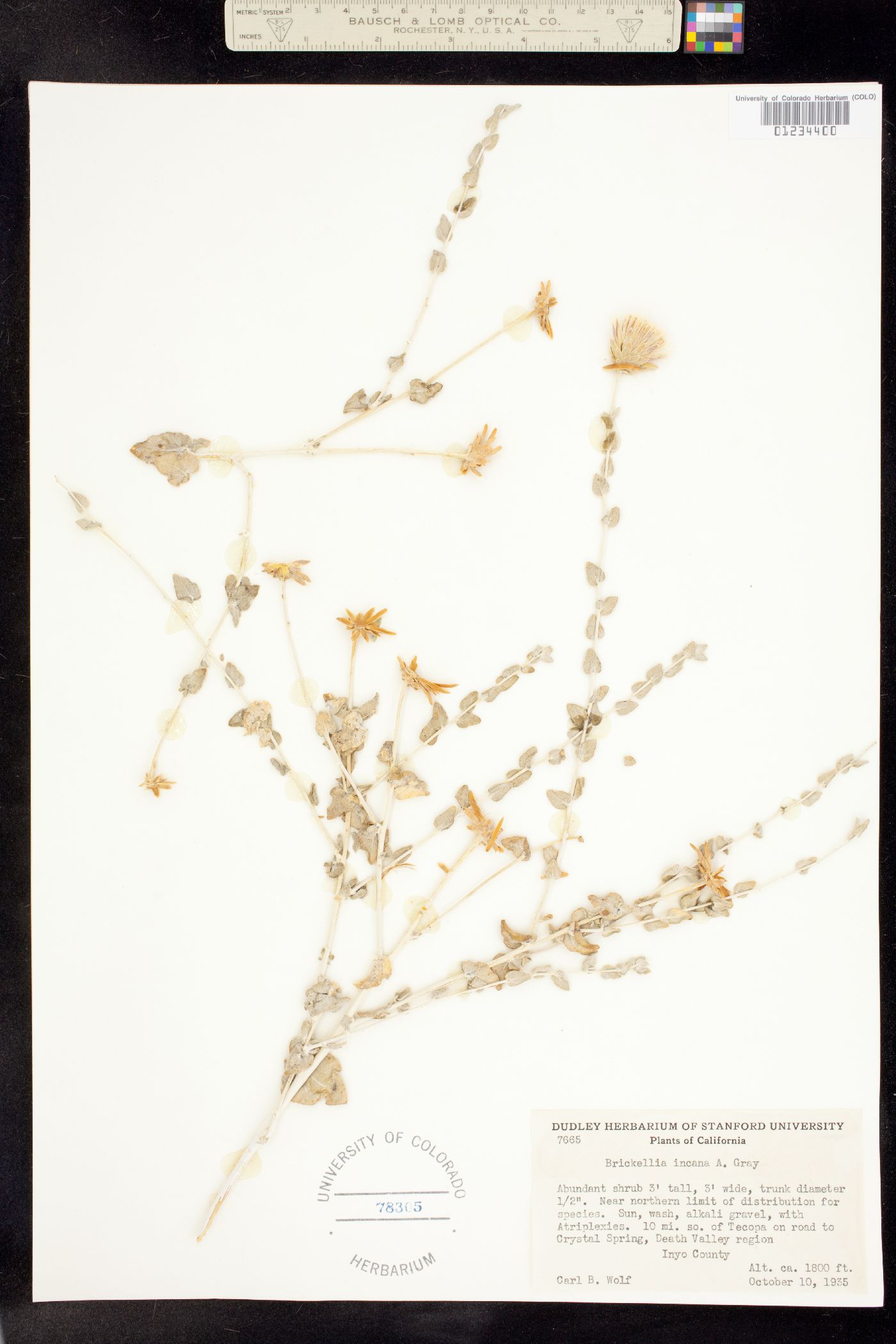 Brickellia incana image