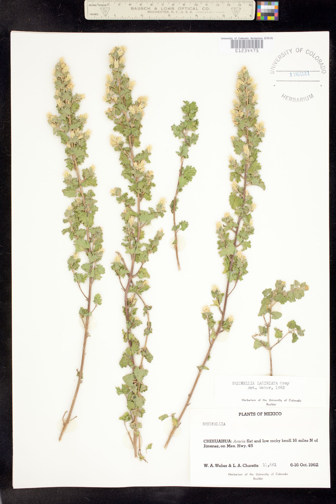 Brickellia laciniata image