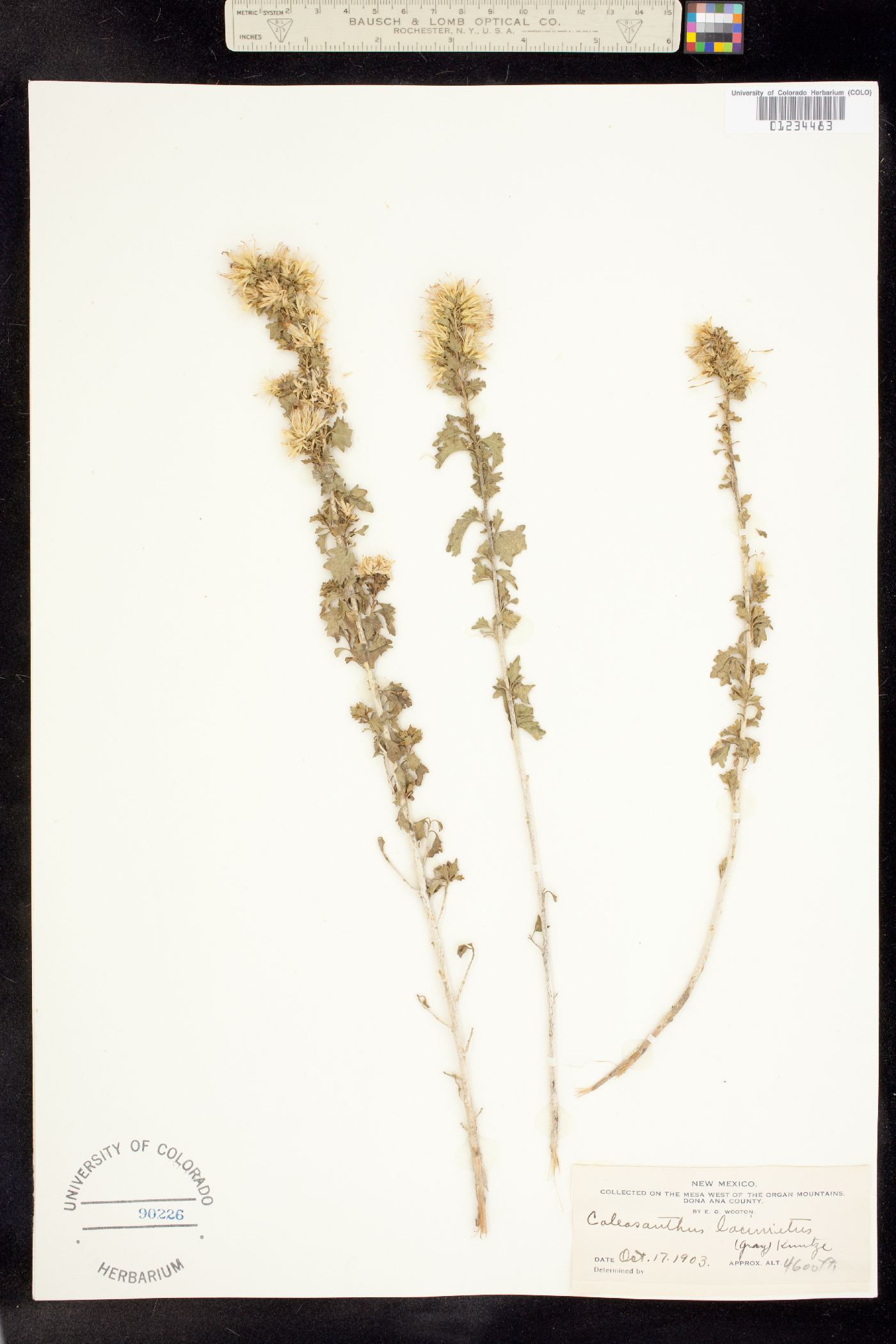 Brickellia laciniata image