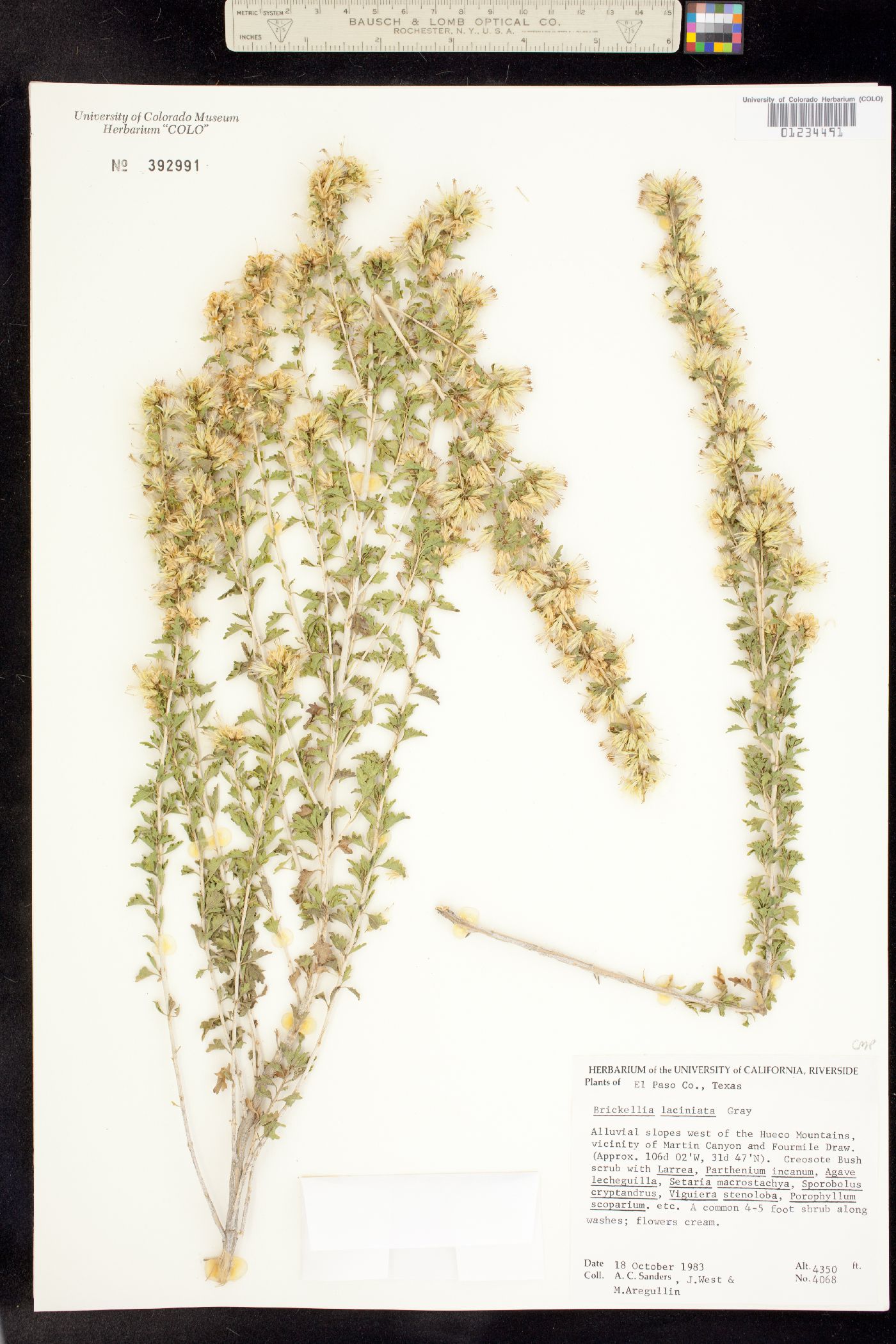 Brickellia laciniata image
