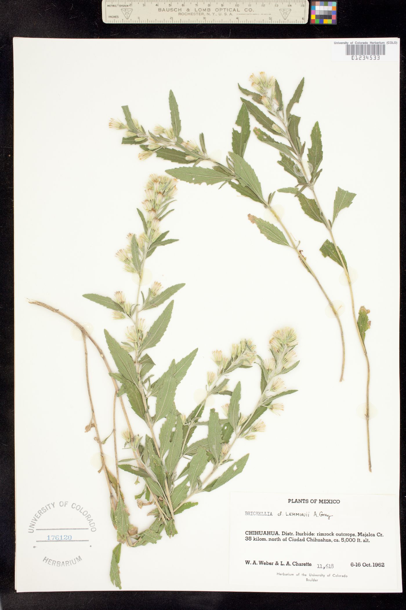 Brickellia lemmonii image