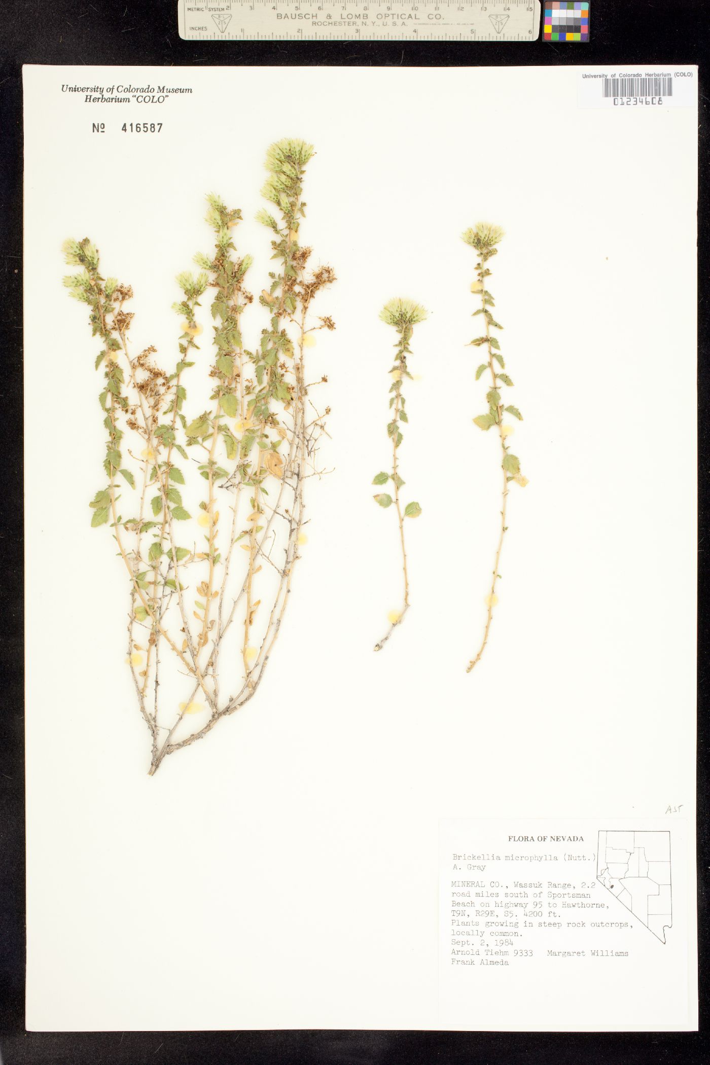 Brickellia microphylla image