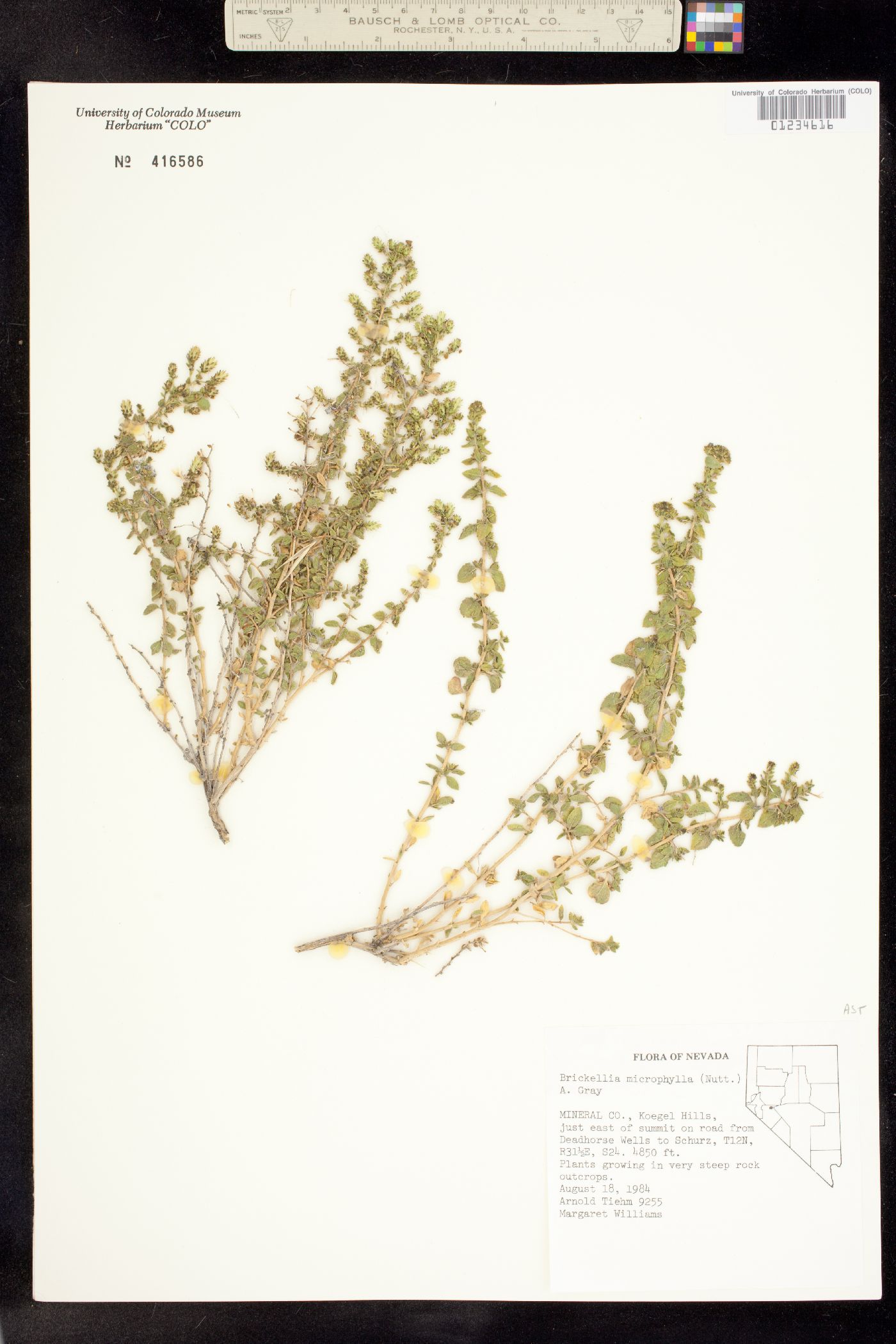 Brickellia microphylla image