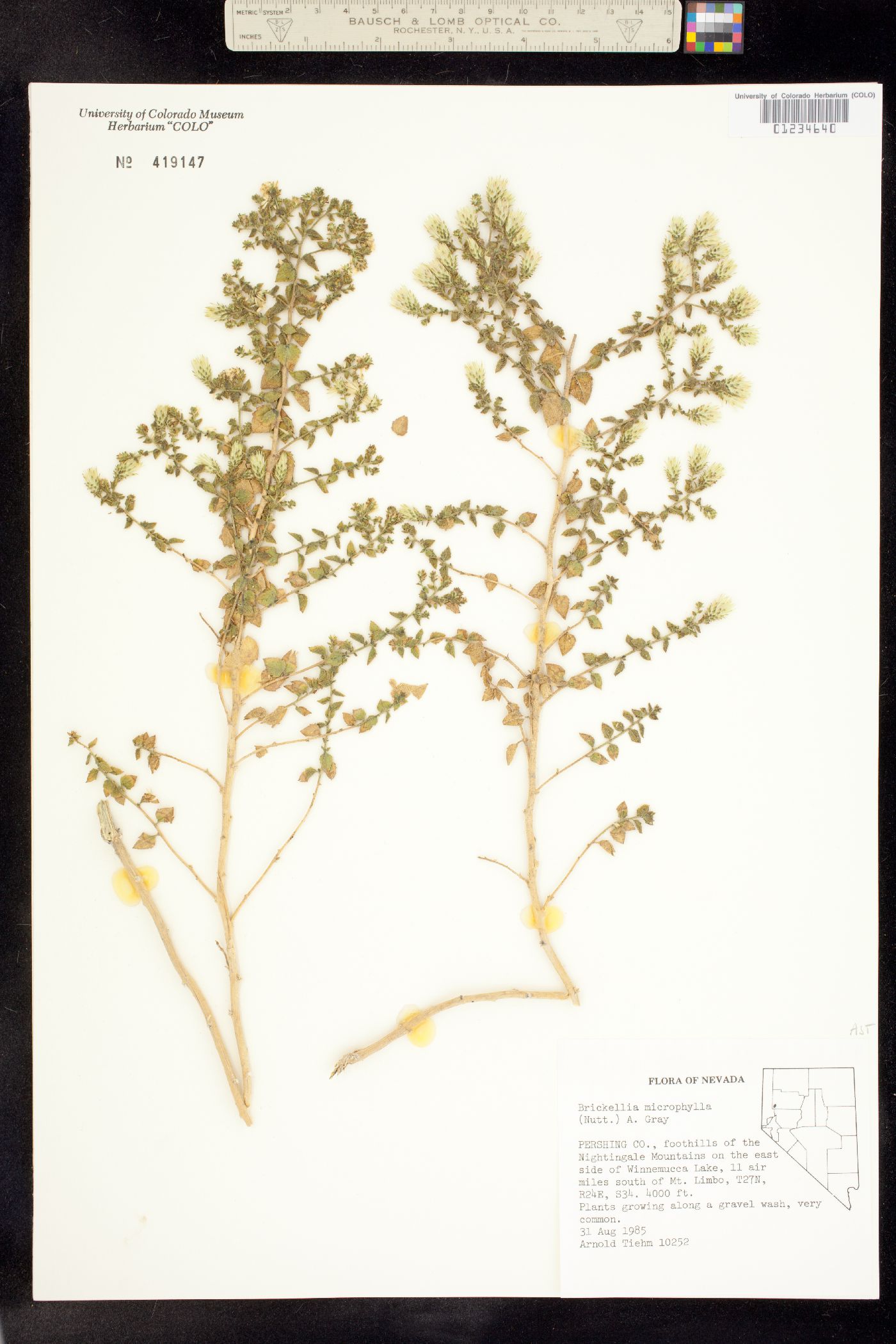 Brickellia microphylla image