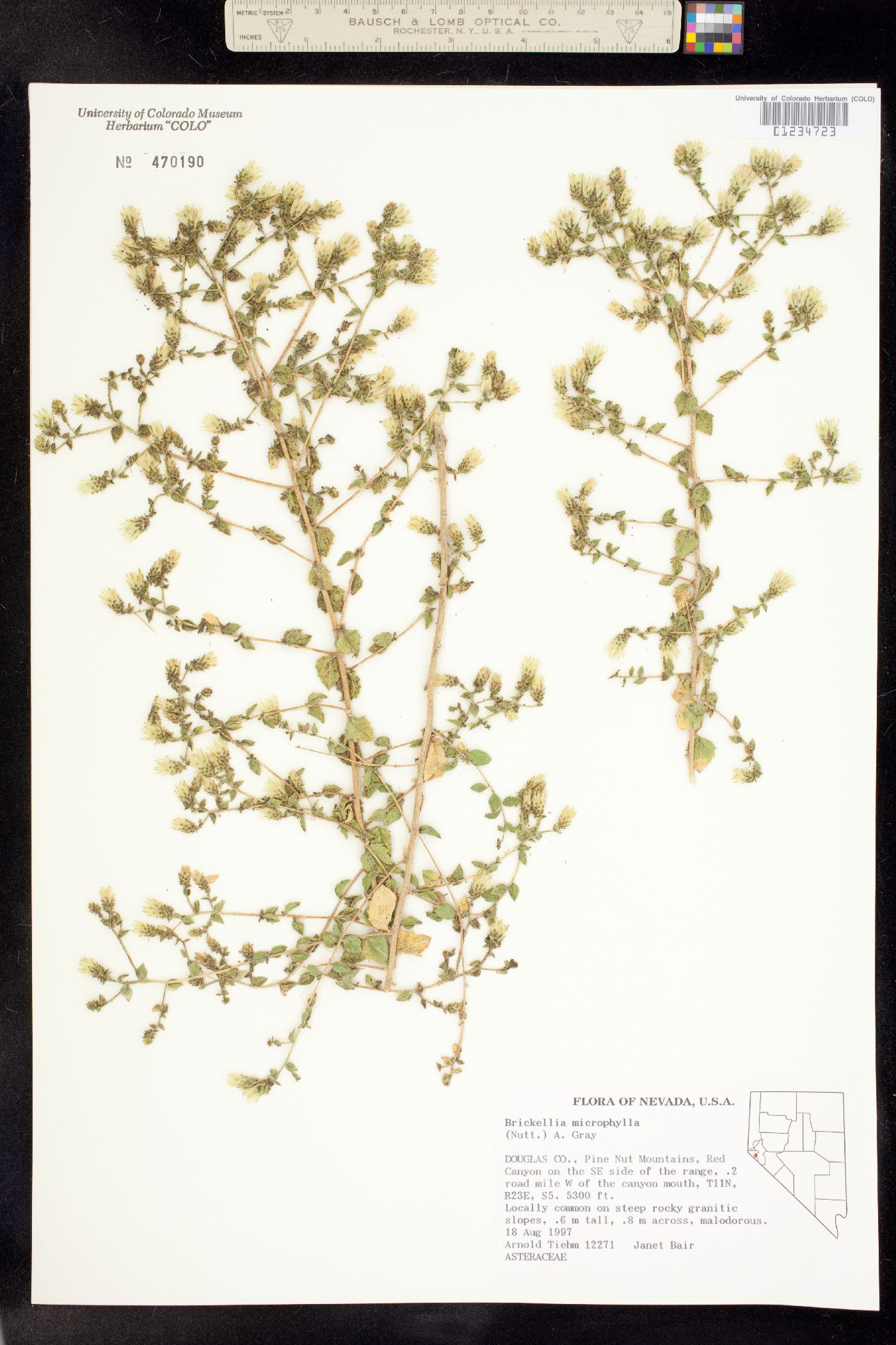 Brickellia microphylla image