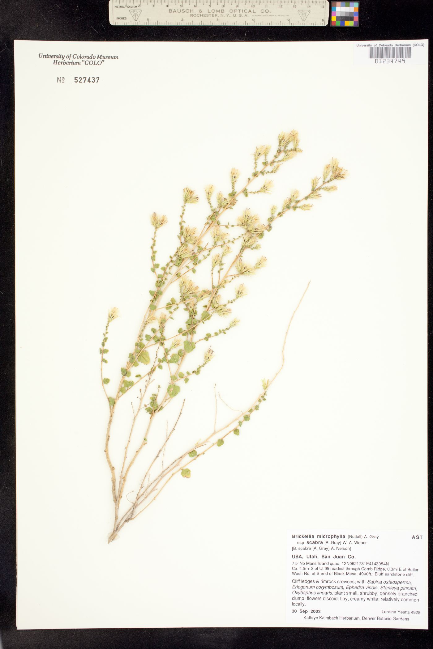 Brickellia microphylla image