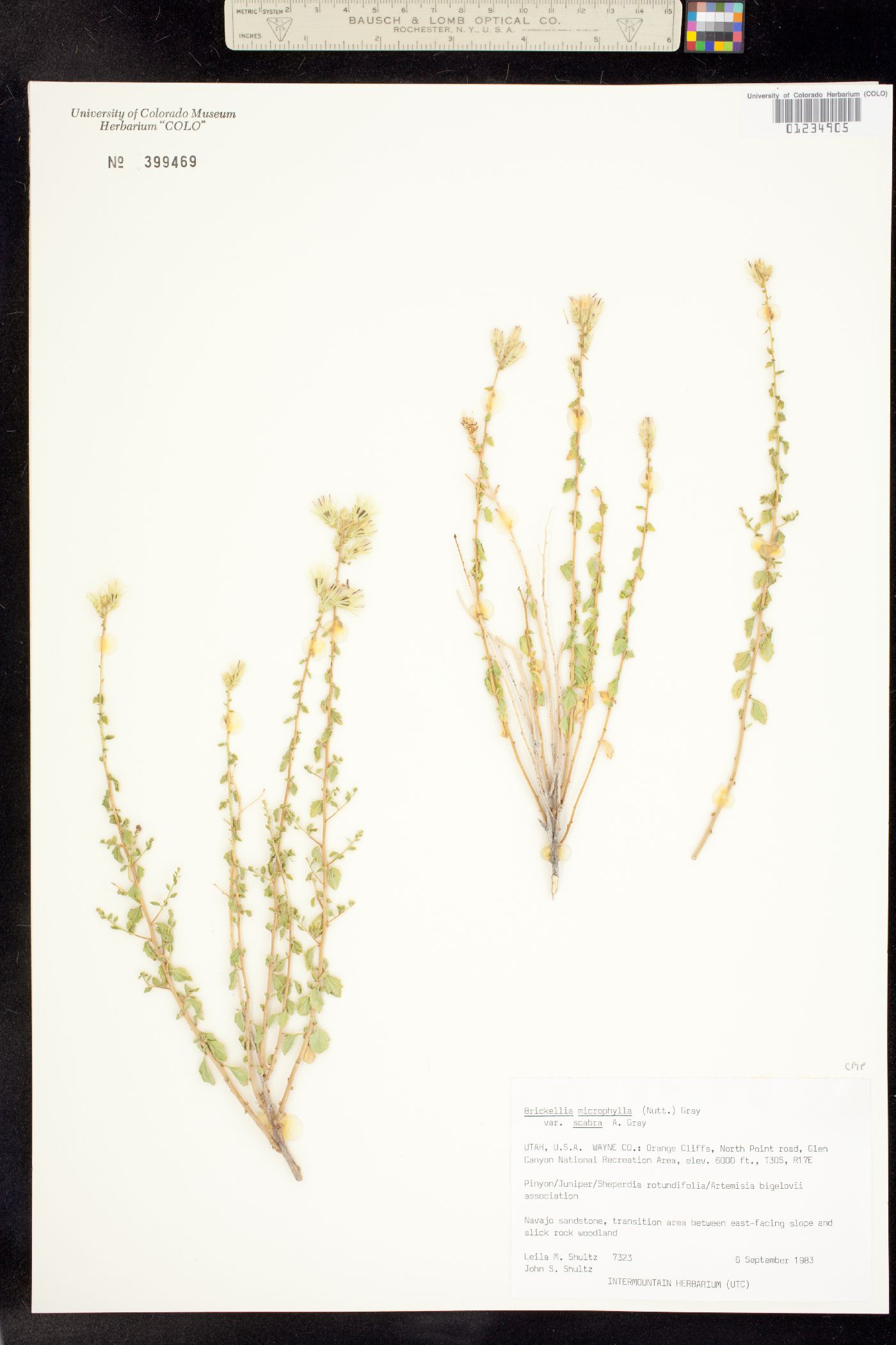 Brickellia microphylla image