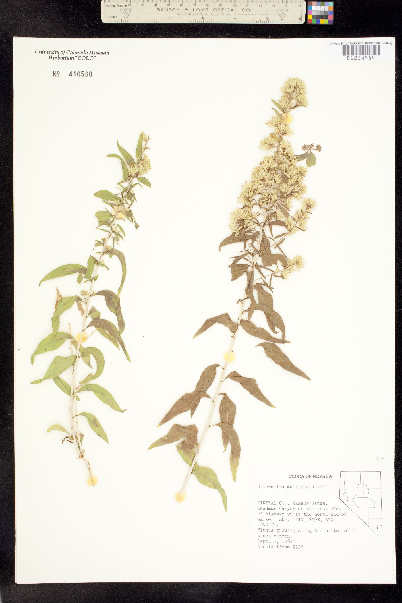 Brickellia longifolia var. multiflora image