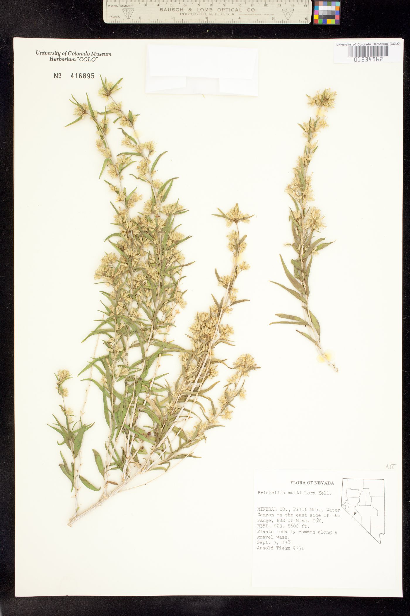 Brickellia longifolia var. multiflora image